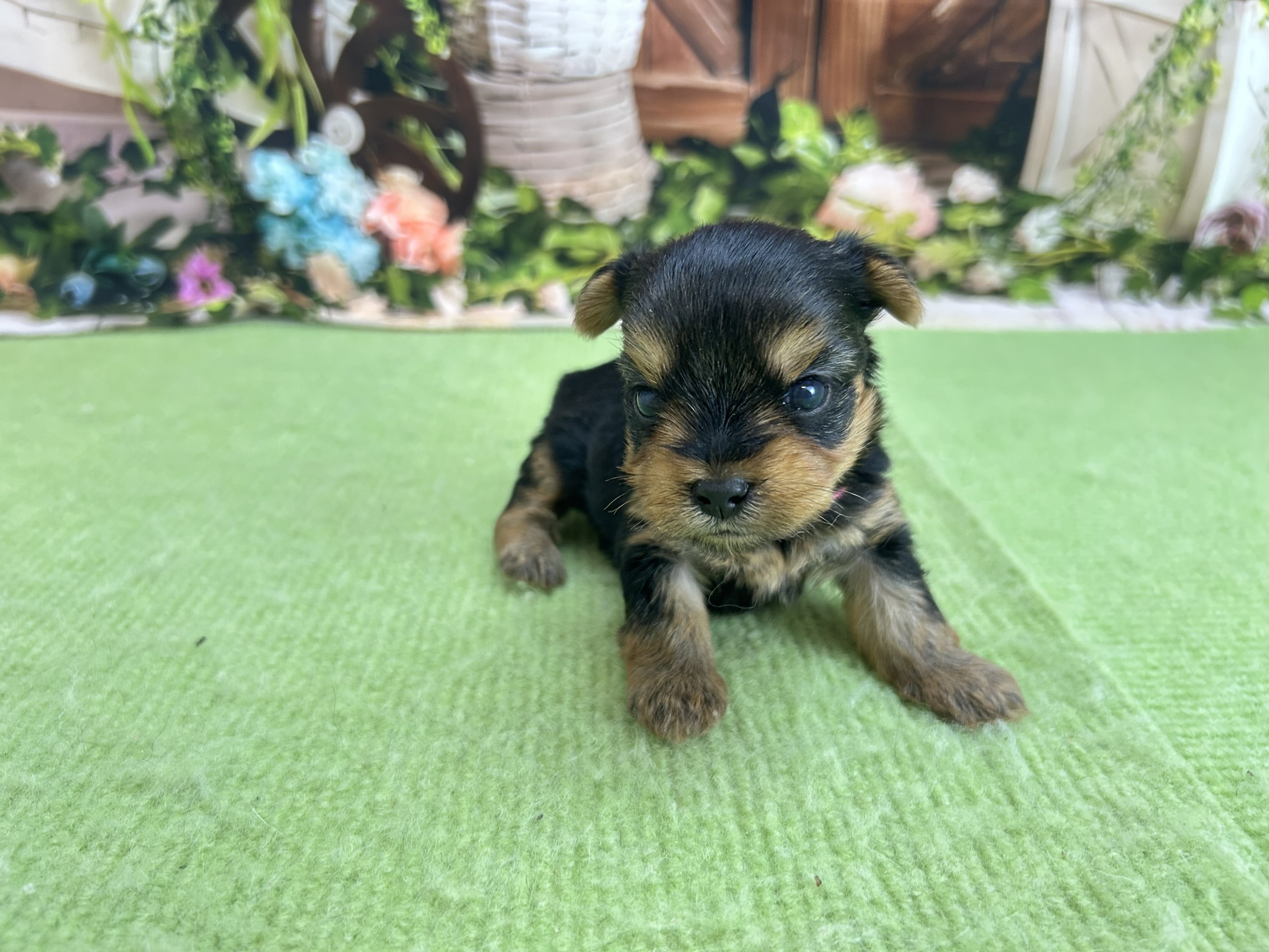 赤ちゃん写真1-1