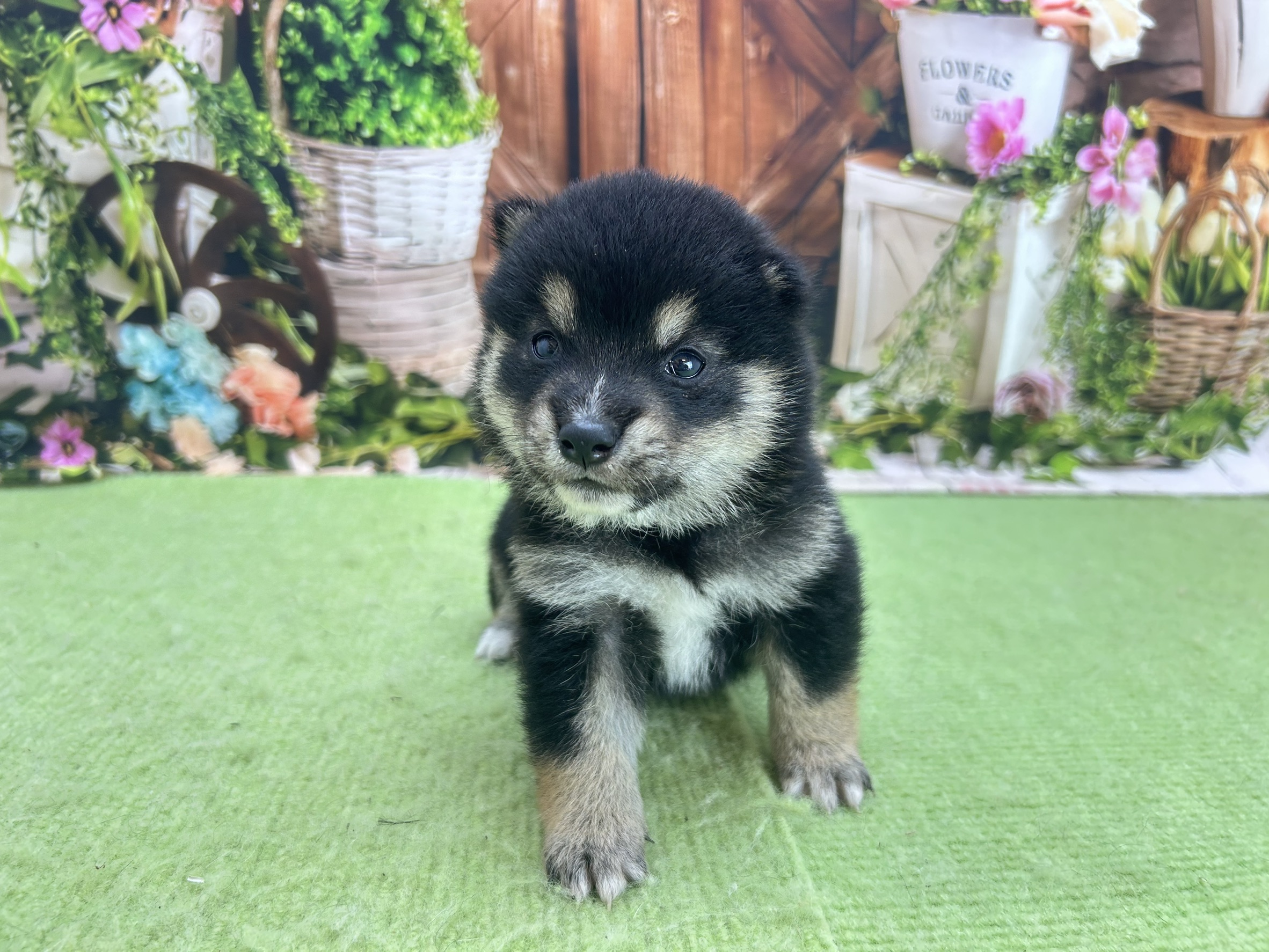 赤ちゃん写真1-1