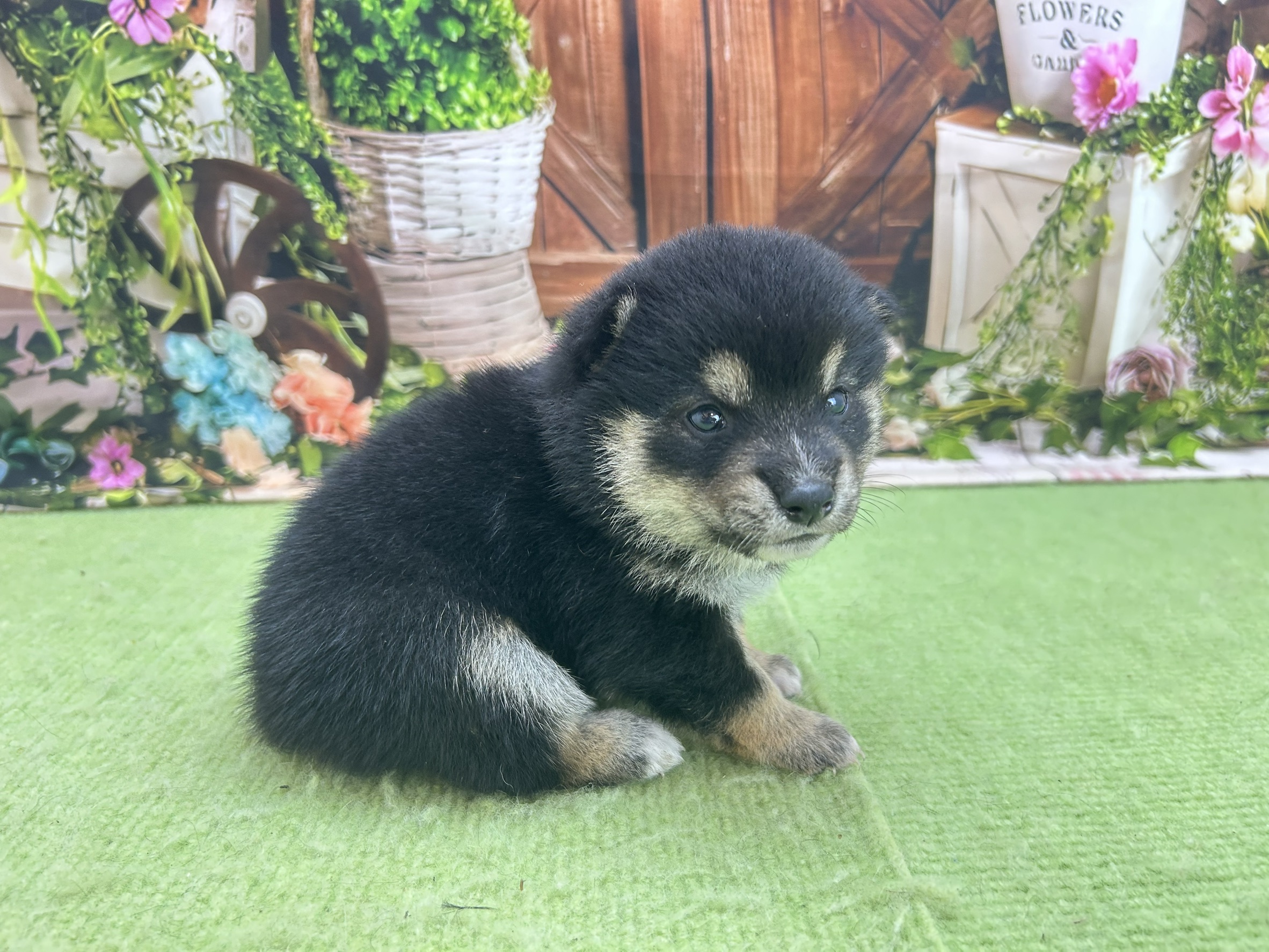 赤ちゃん写真1-2