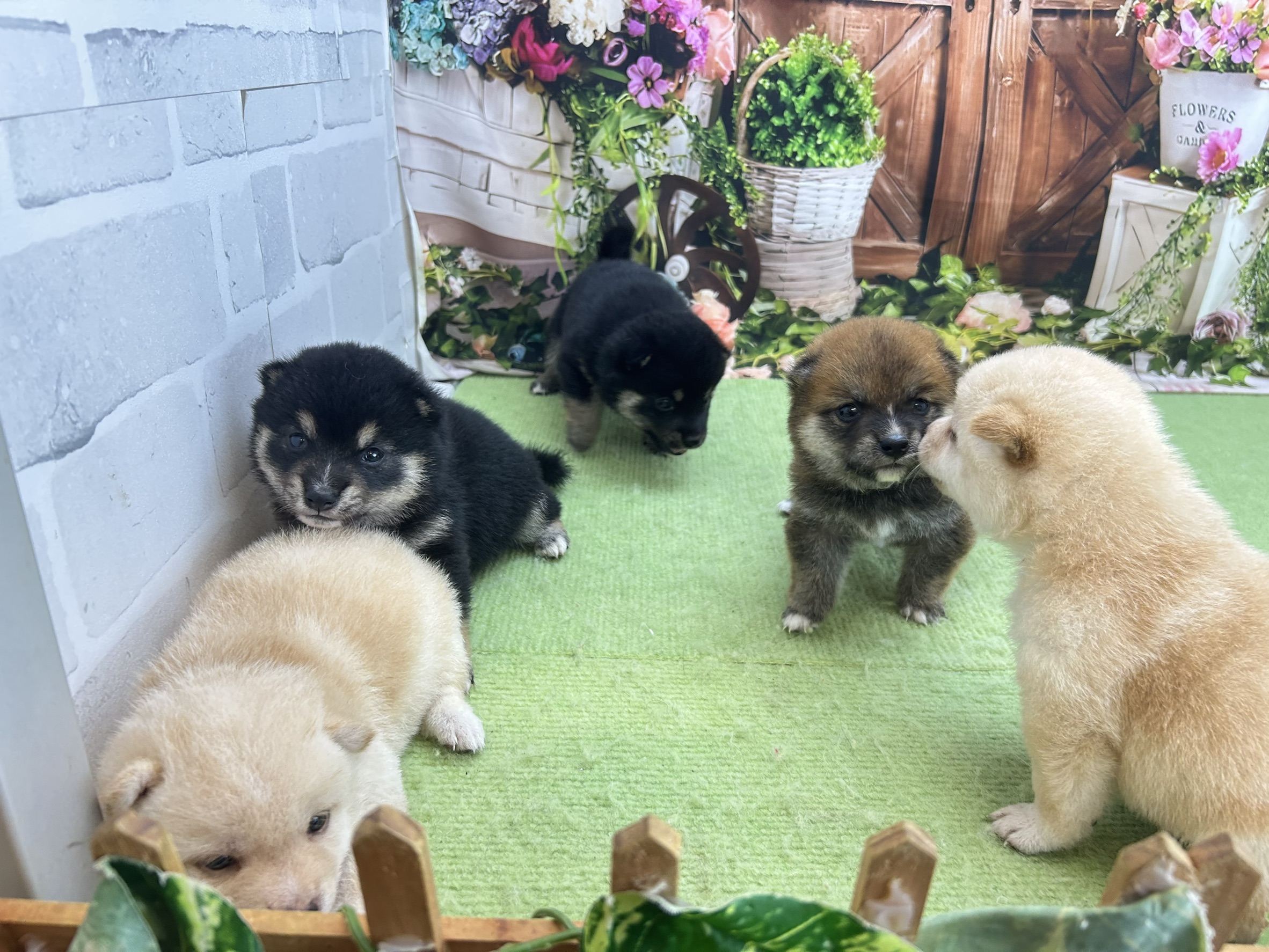 赤ちゃん写真1-3