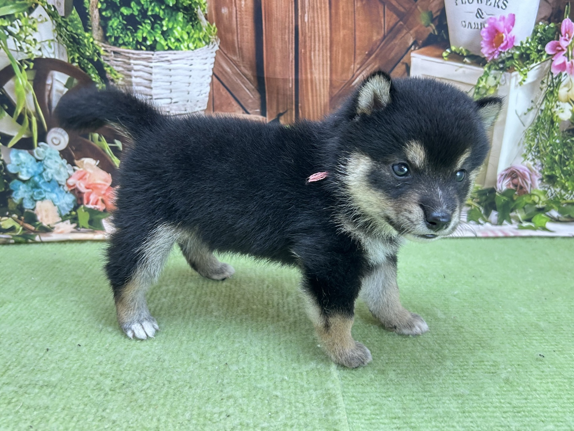 赤ちゃん写真2-2