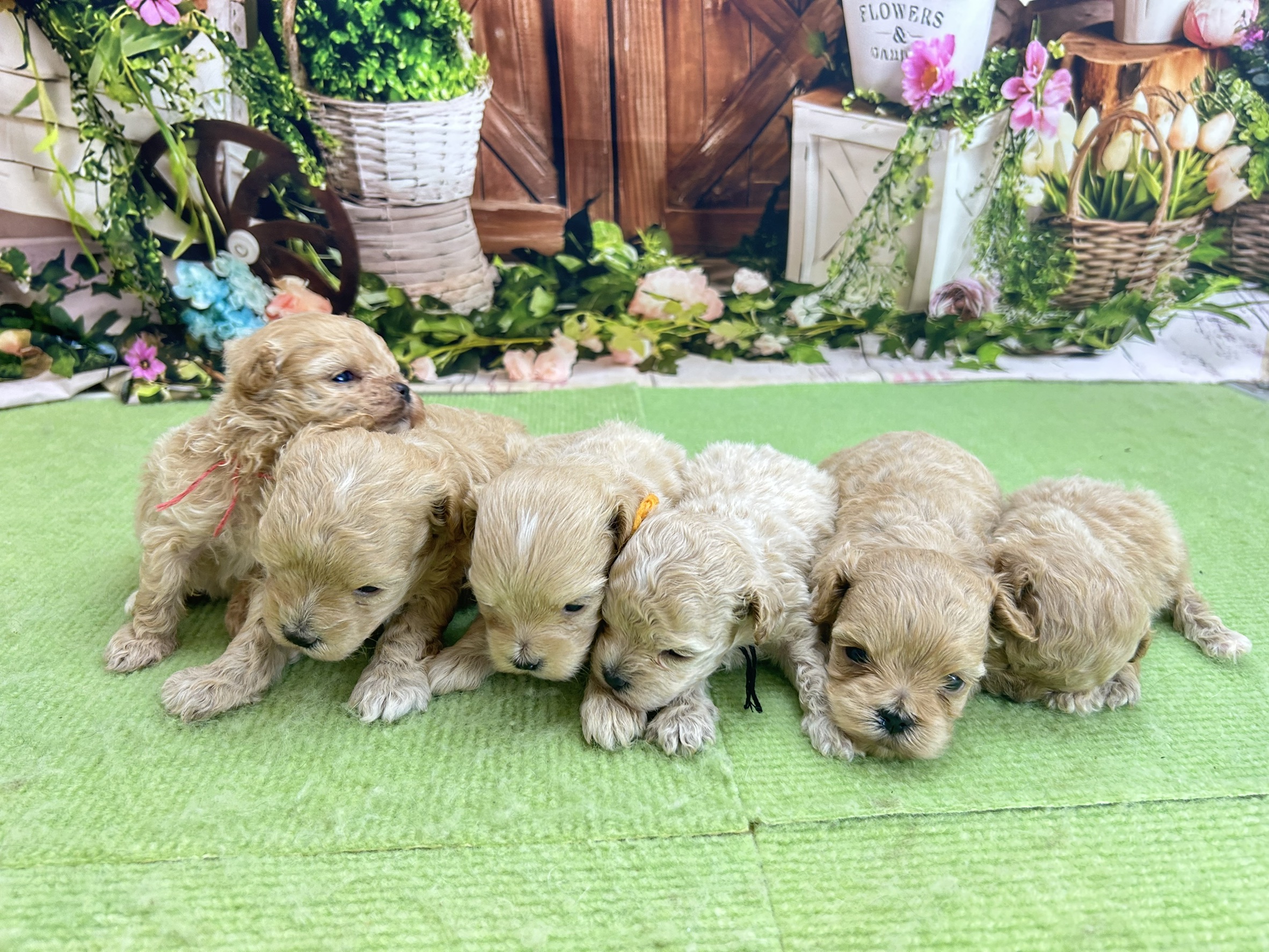 赤ちゃん写真1-3