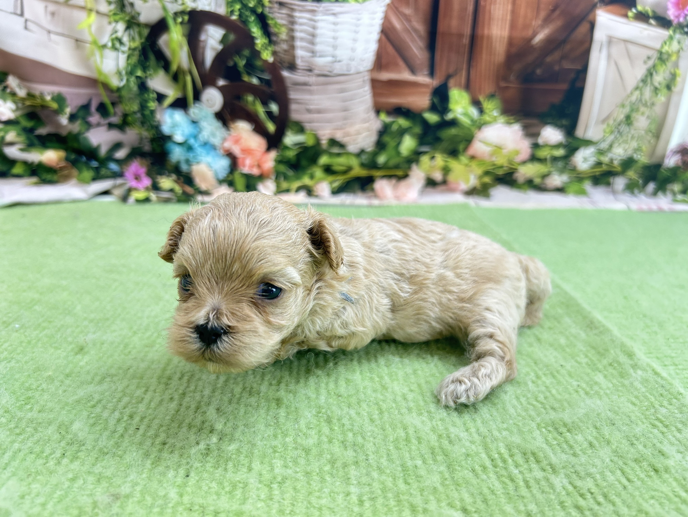 赤ちゃん写真1-2