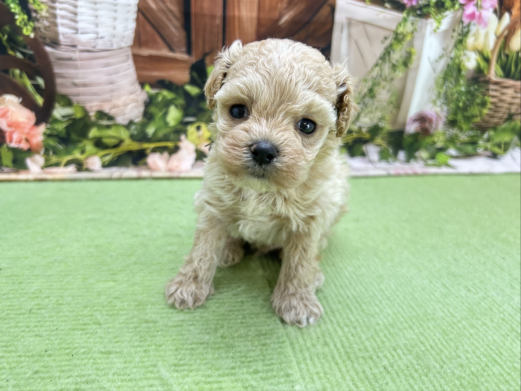 赤ちゃん写真2-1