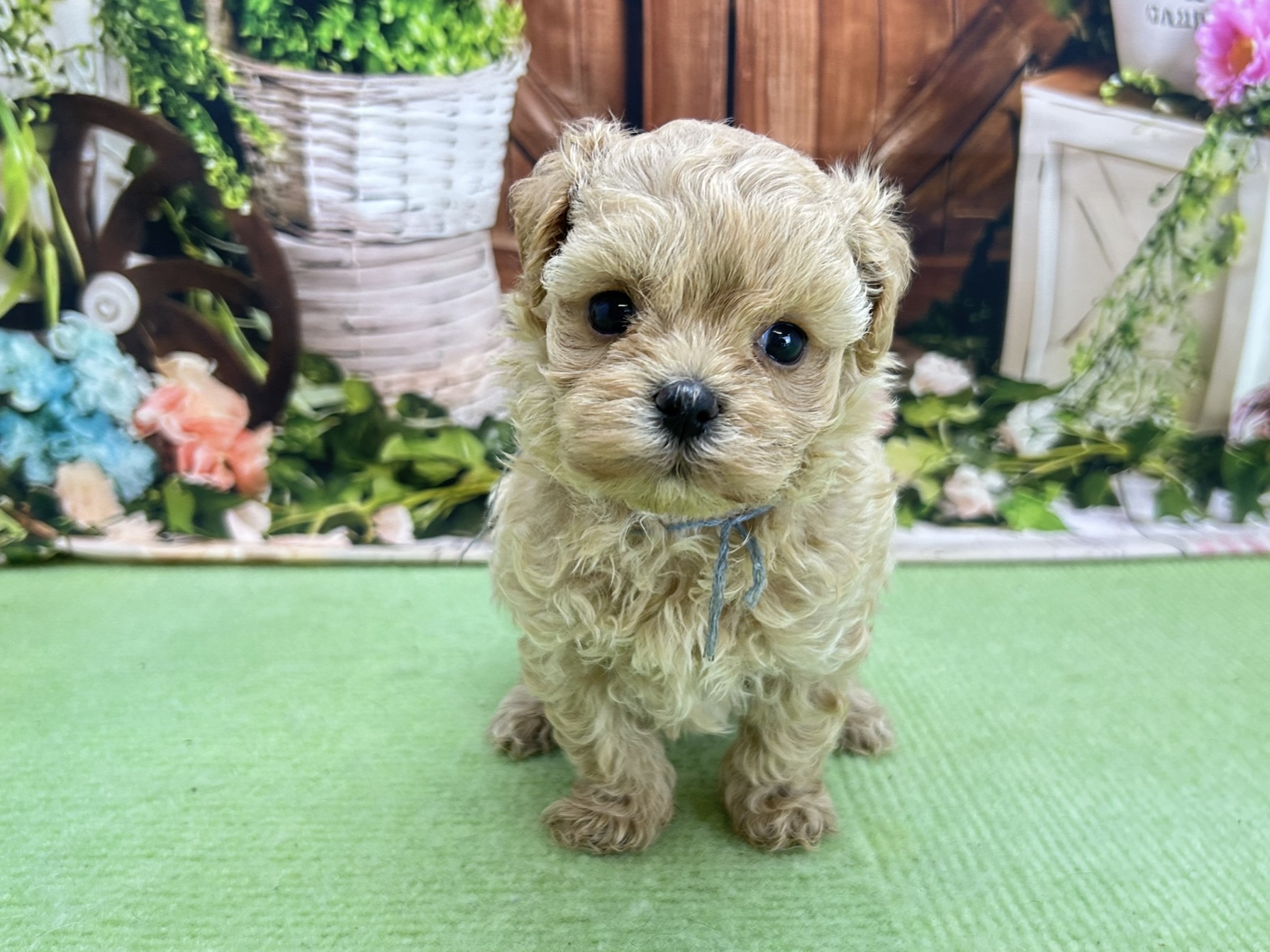 赤ちゃん写真2-1