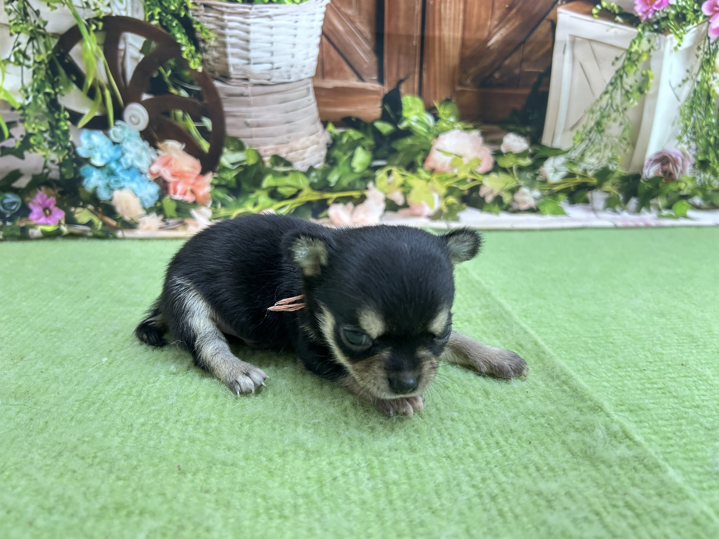 赤ちゃん写真1-2