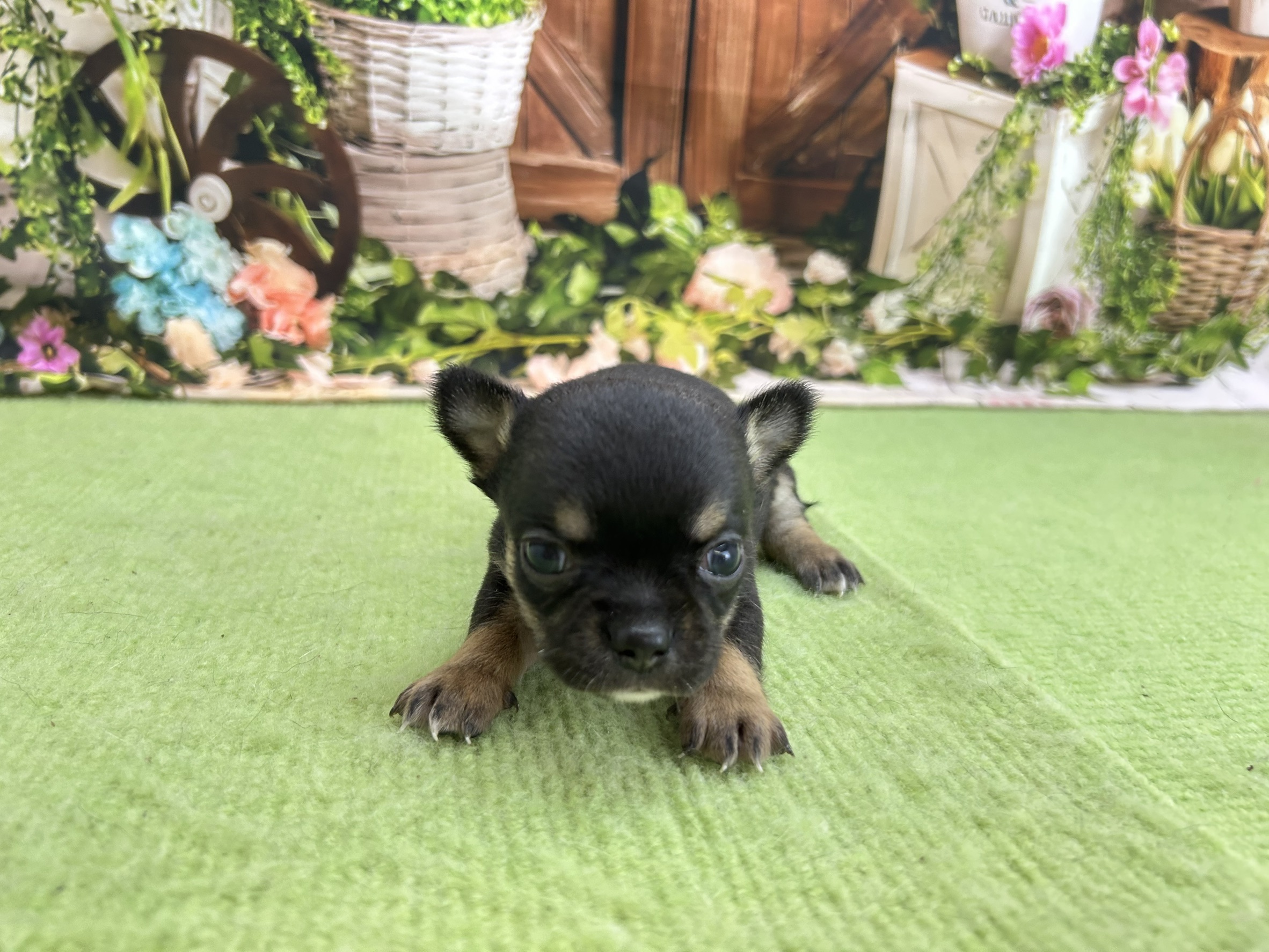 赤ちゃん写真1-1