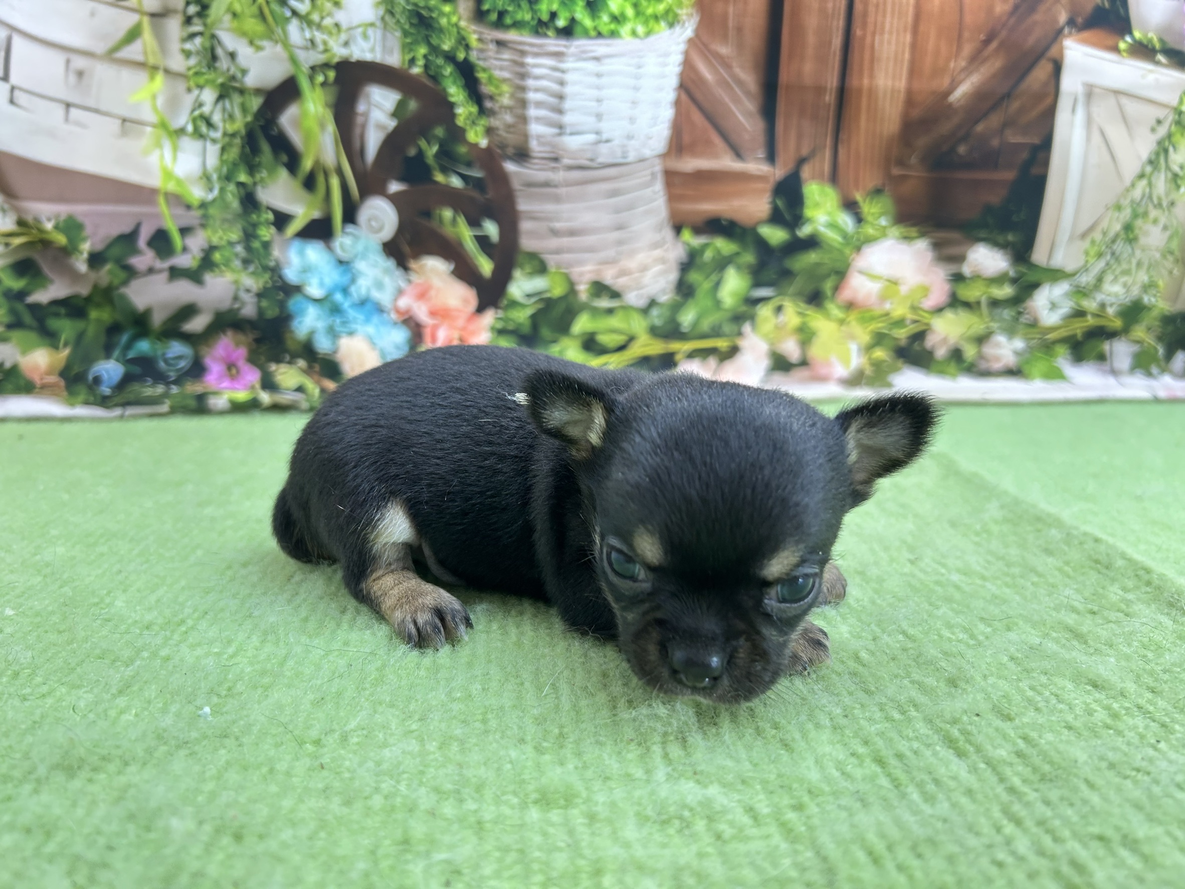 赤ちゃん写真1-2