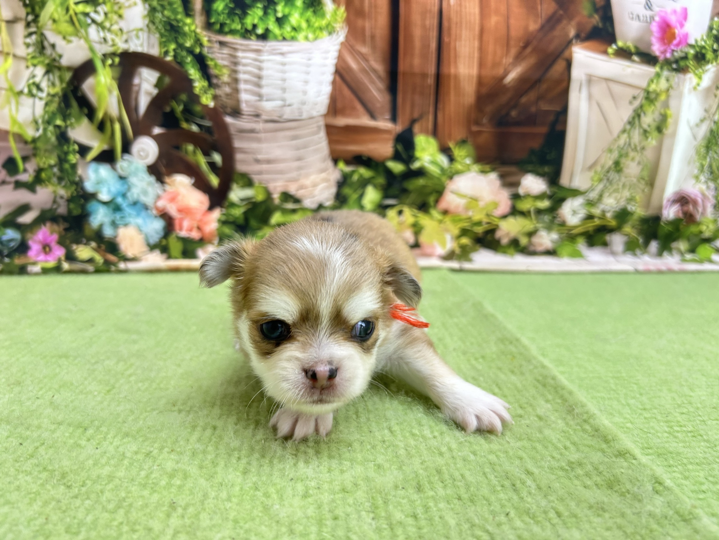 赤ちゃん写真1-1