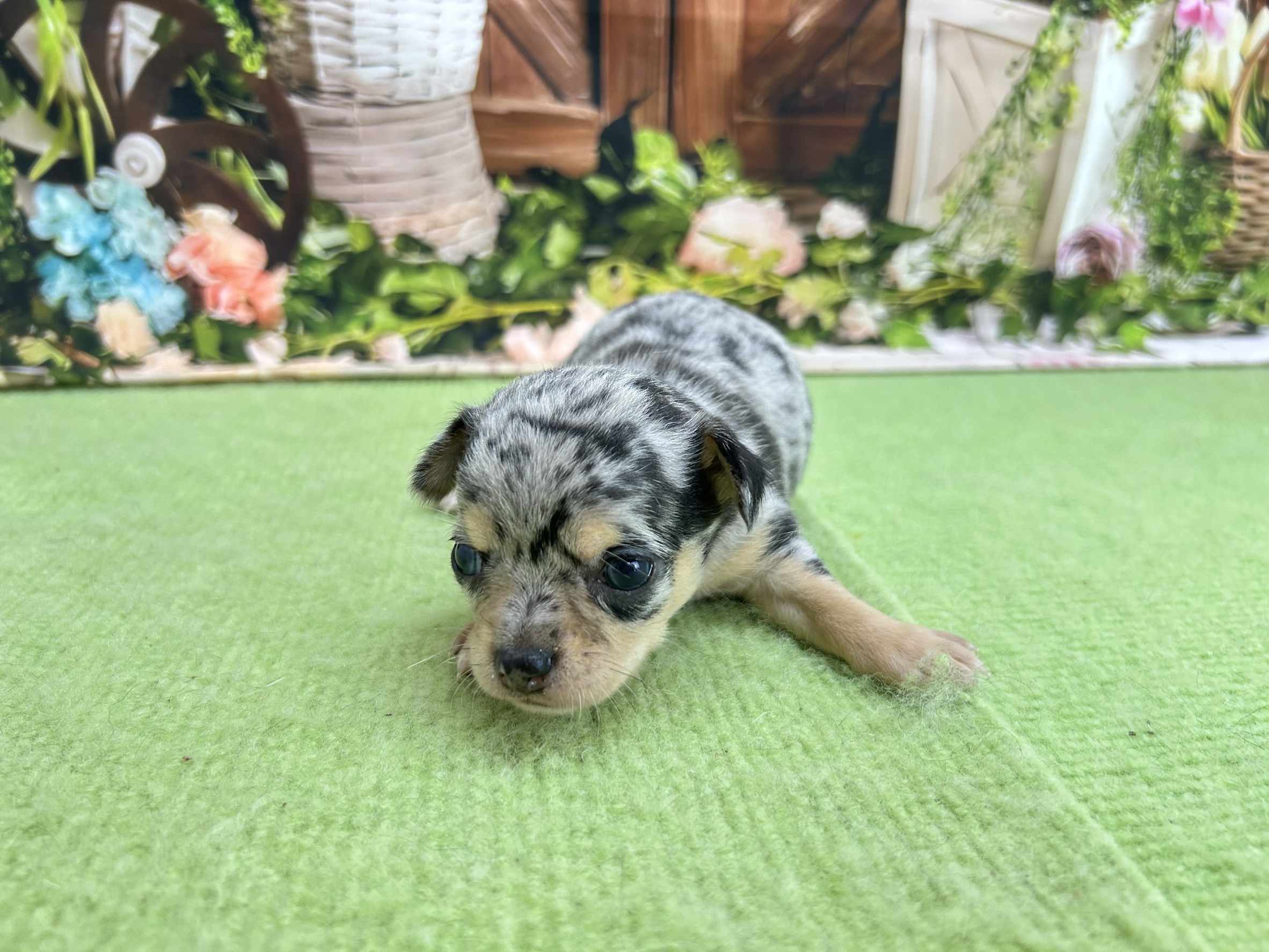 赤ちゃん写真1-1