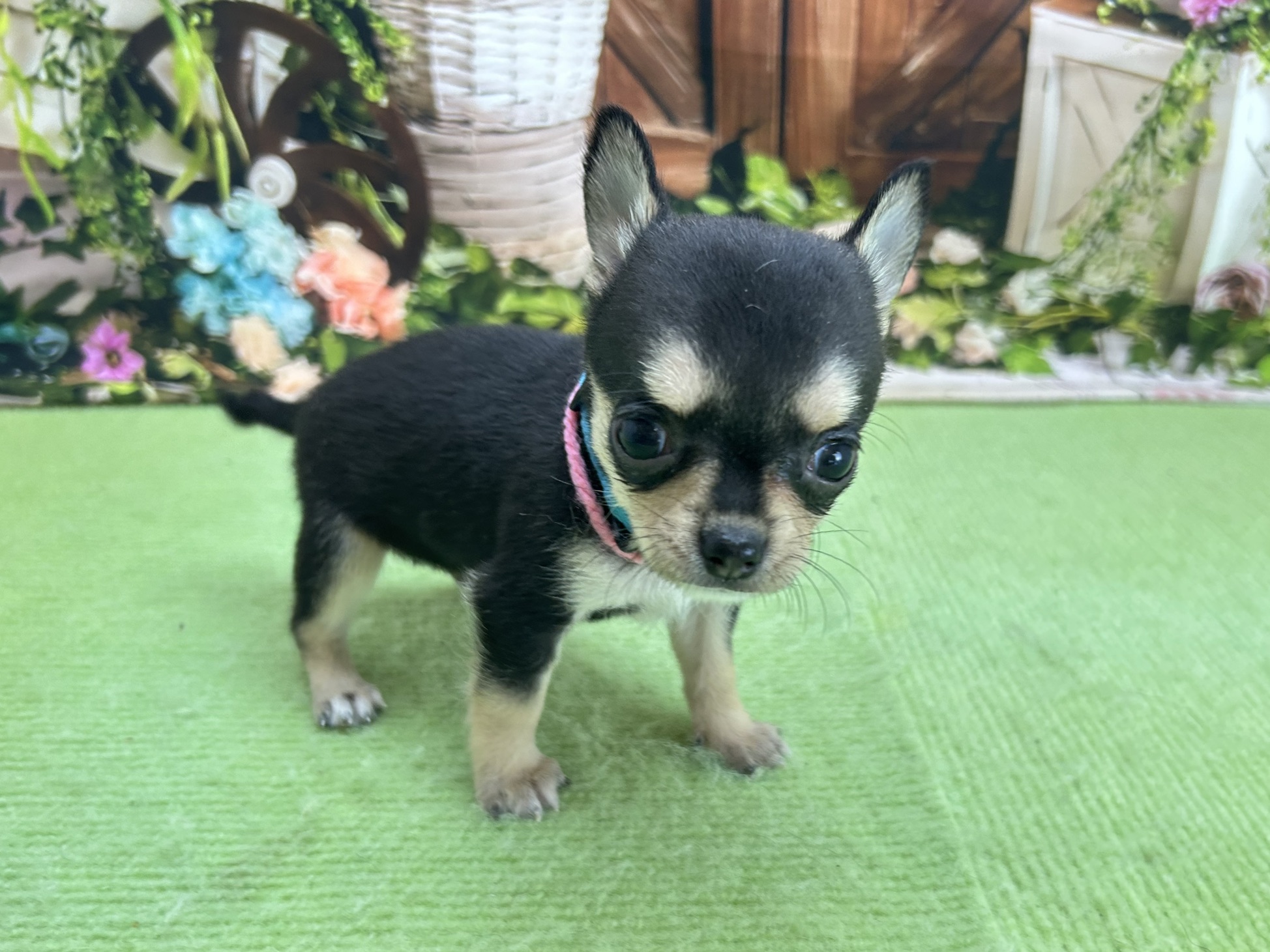 赤ちゃん写真2-2