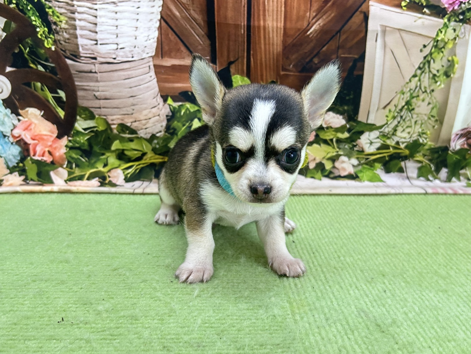 赤ちゃん写真2-1
