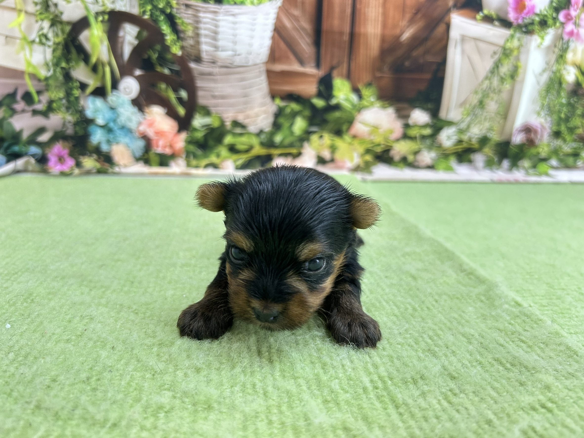 赤ちゃん写真1-1