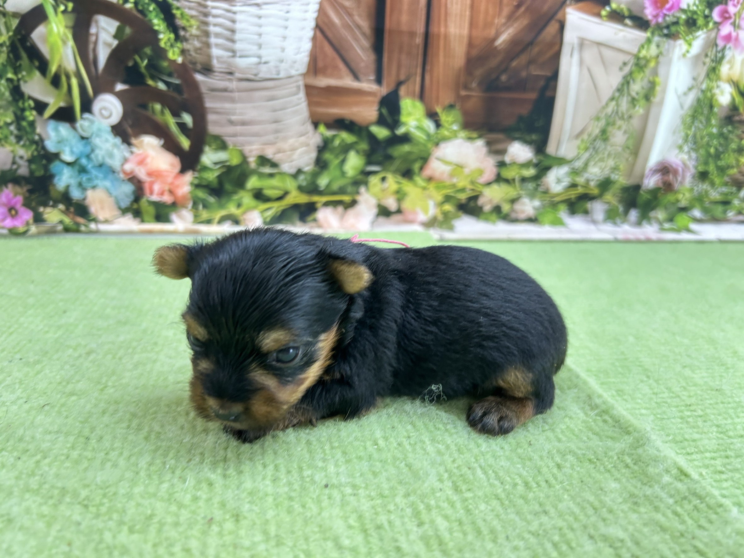 赤ちゃん写真1-2