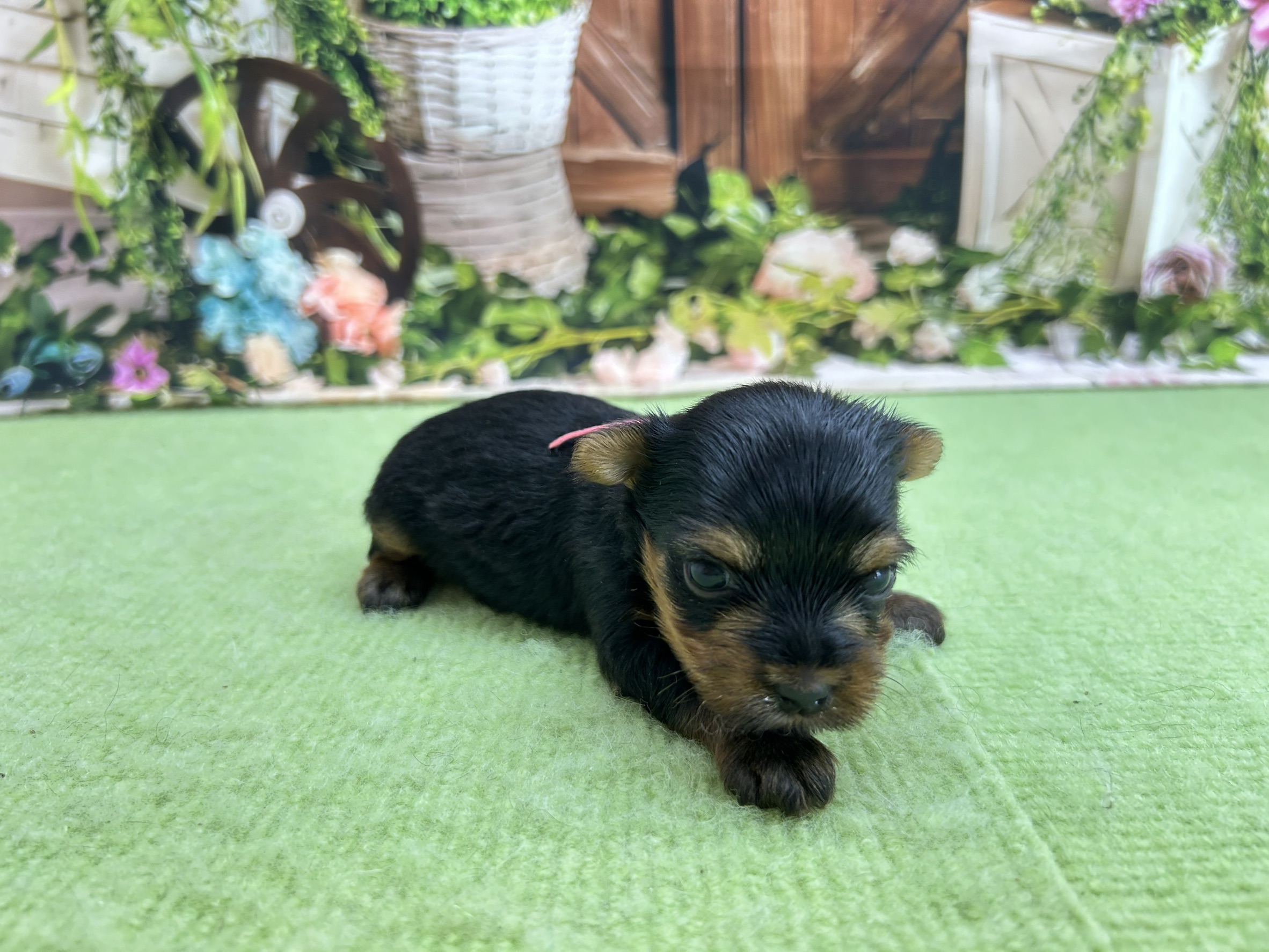 赤ちゃん写真1-3
