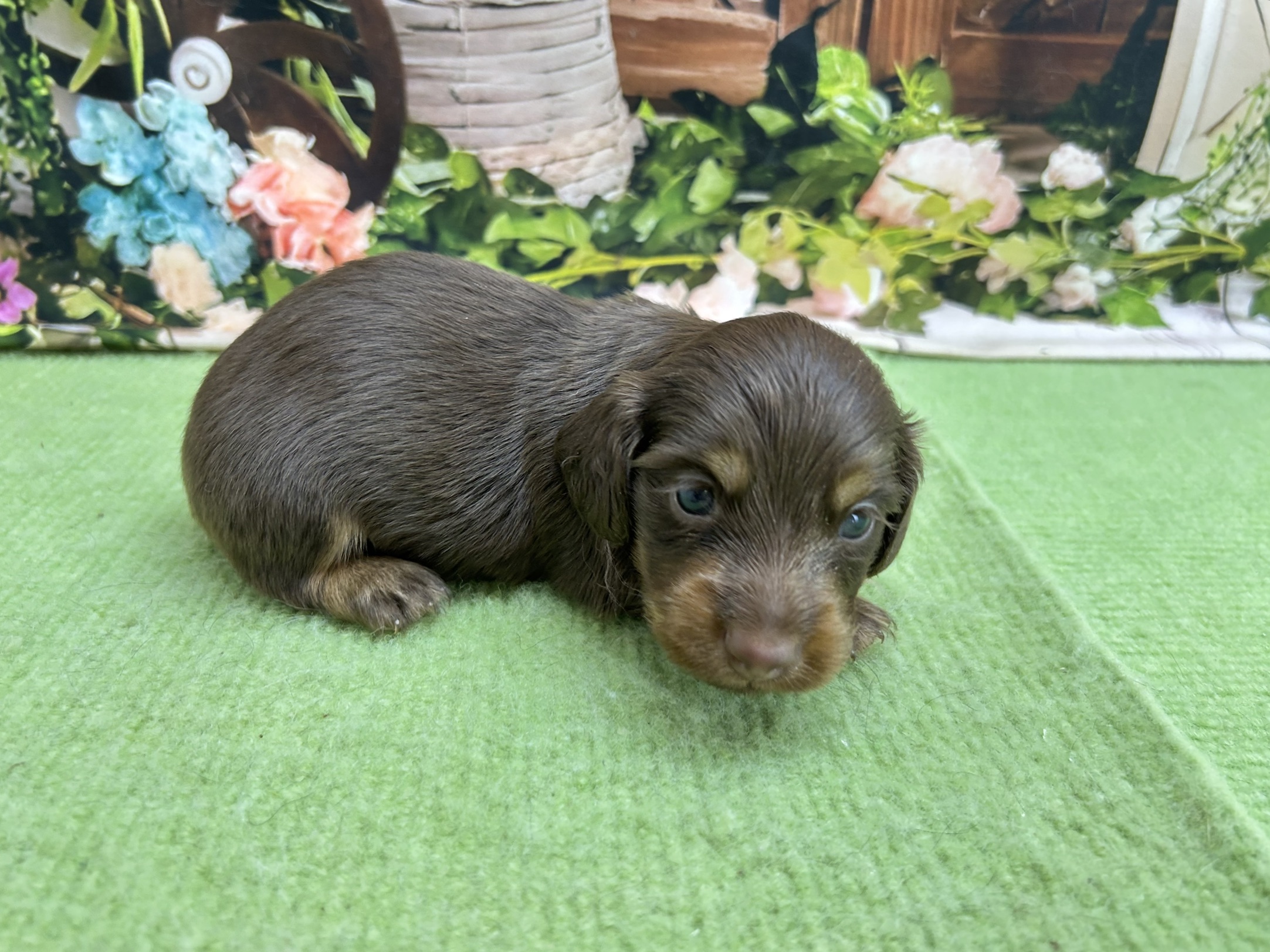 赤ちゃん写真1-2