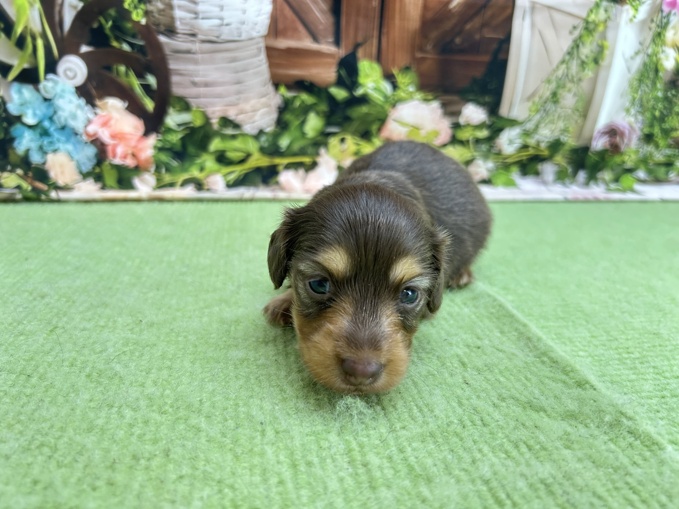 赤ちゃん写真1-1