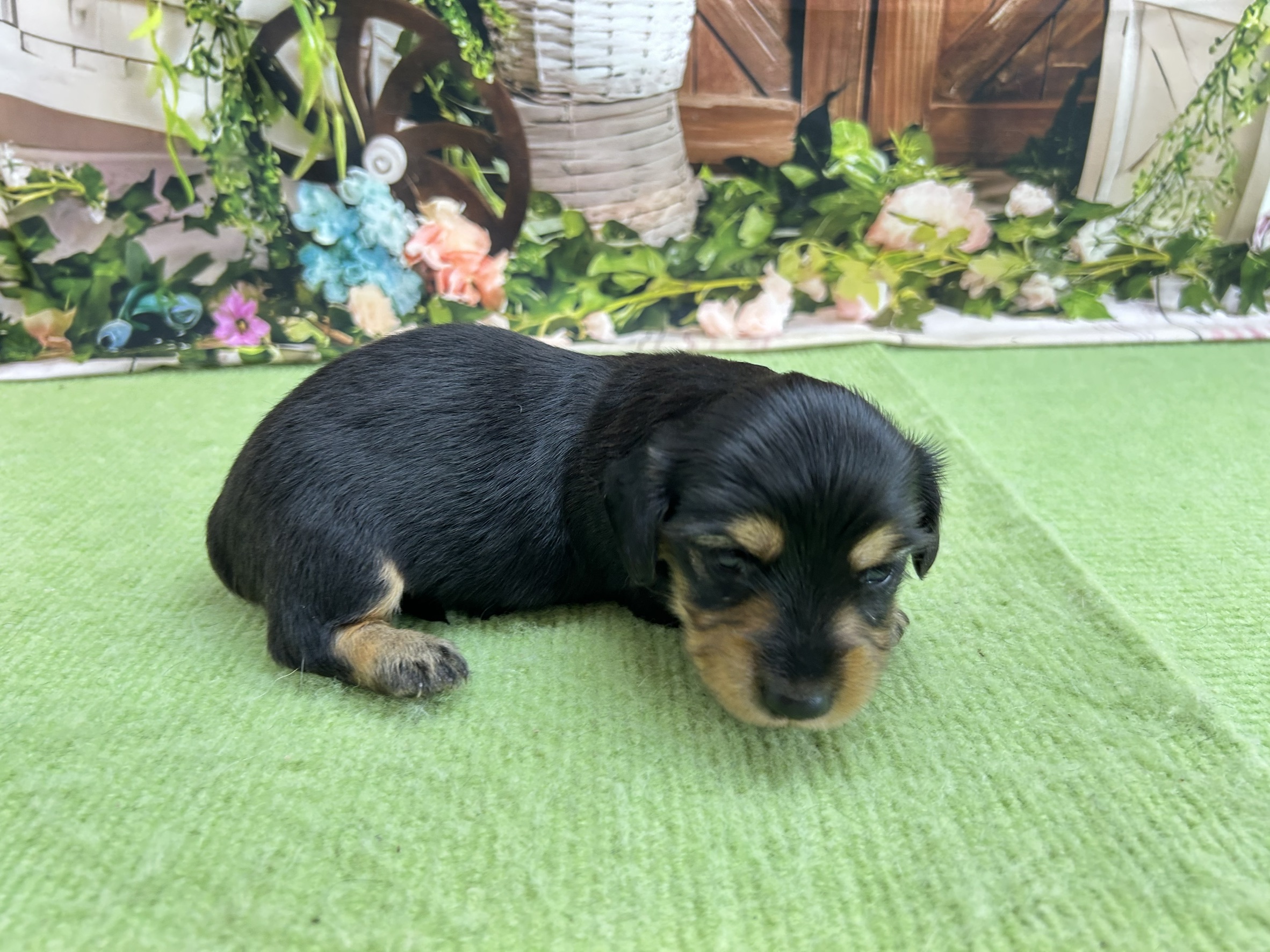 赤ちゃん写真1-2