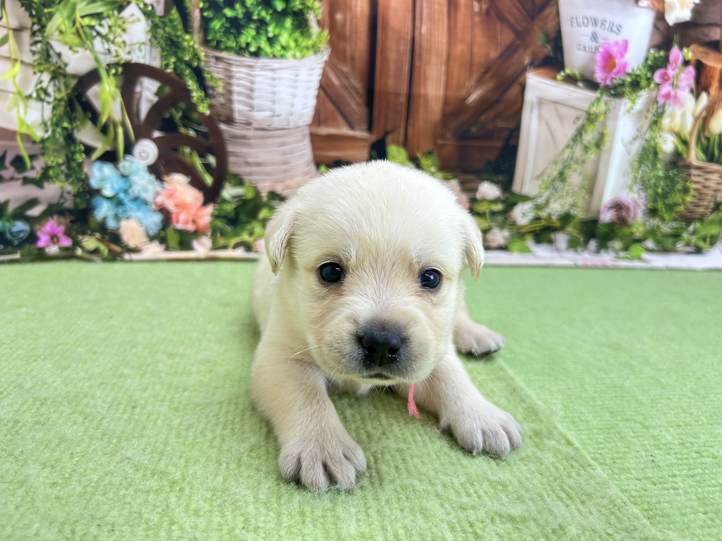 赤ちゃん写真1-1