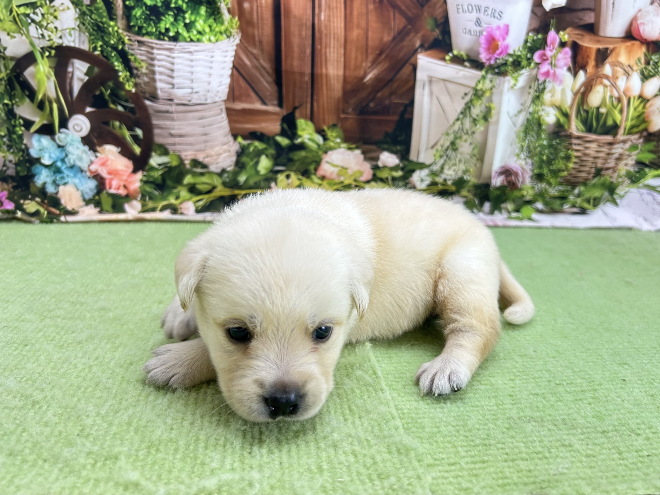 赤ちゃん写真1-2