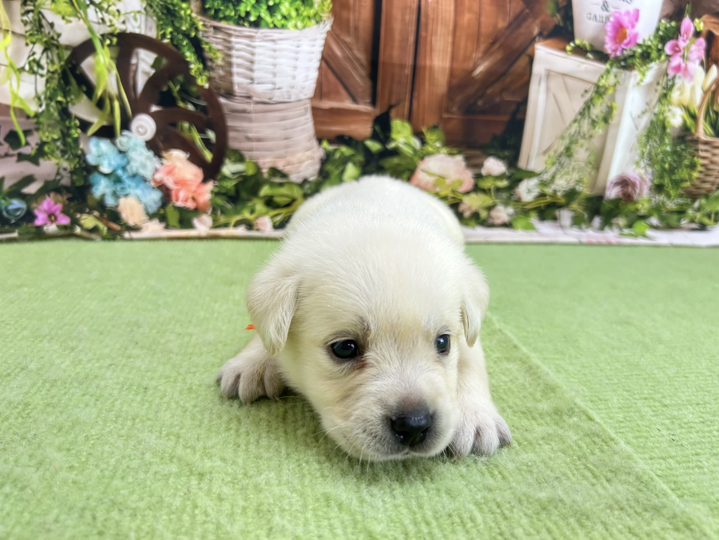 赤ちゃん写真1-1