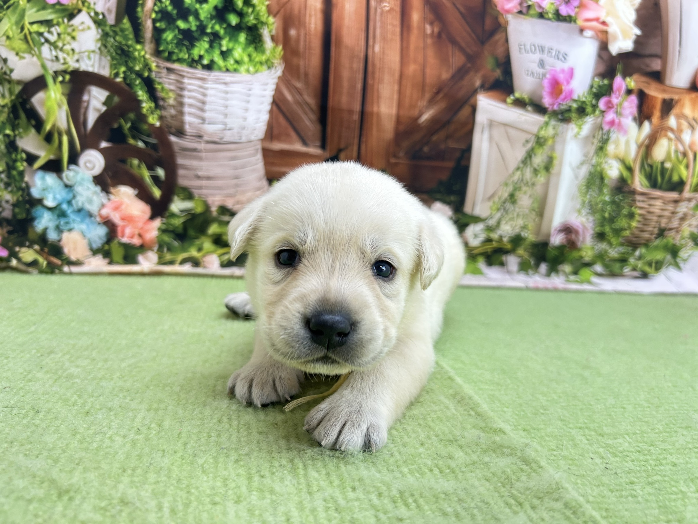 赤ちゃん写真1-1
