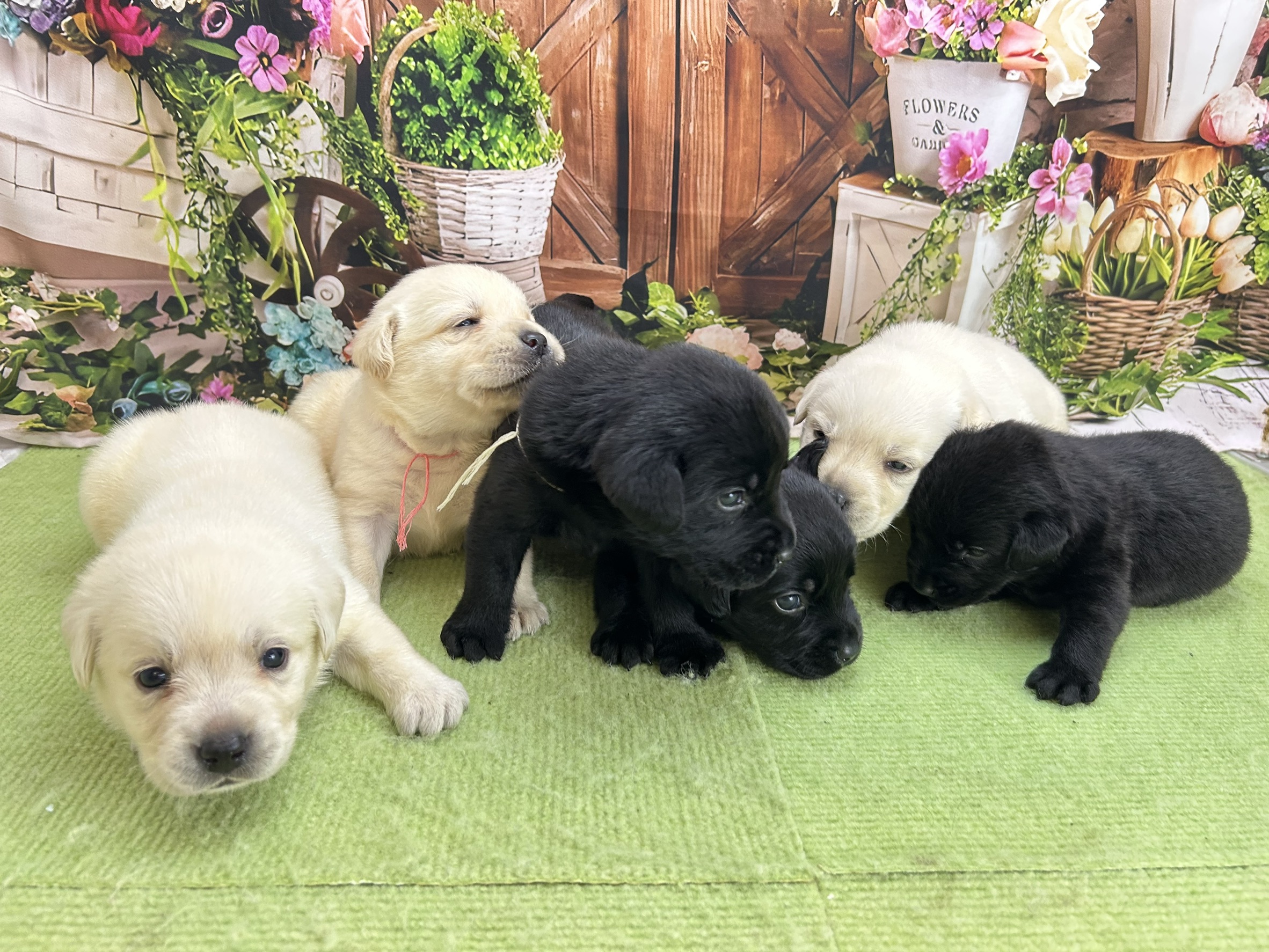 赤ちゃん写真1-3
