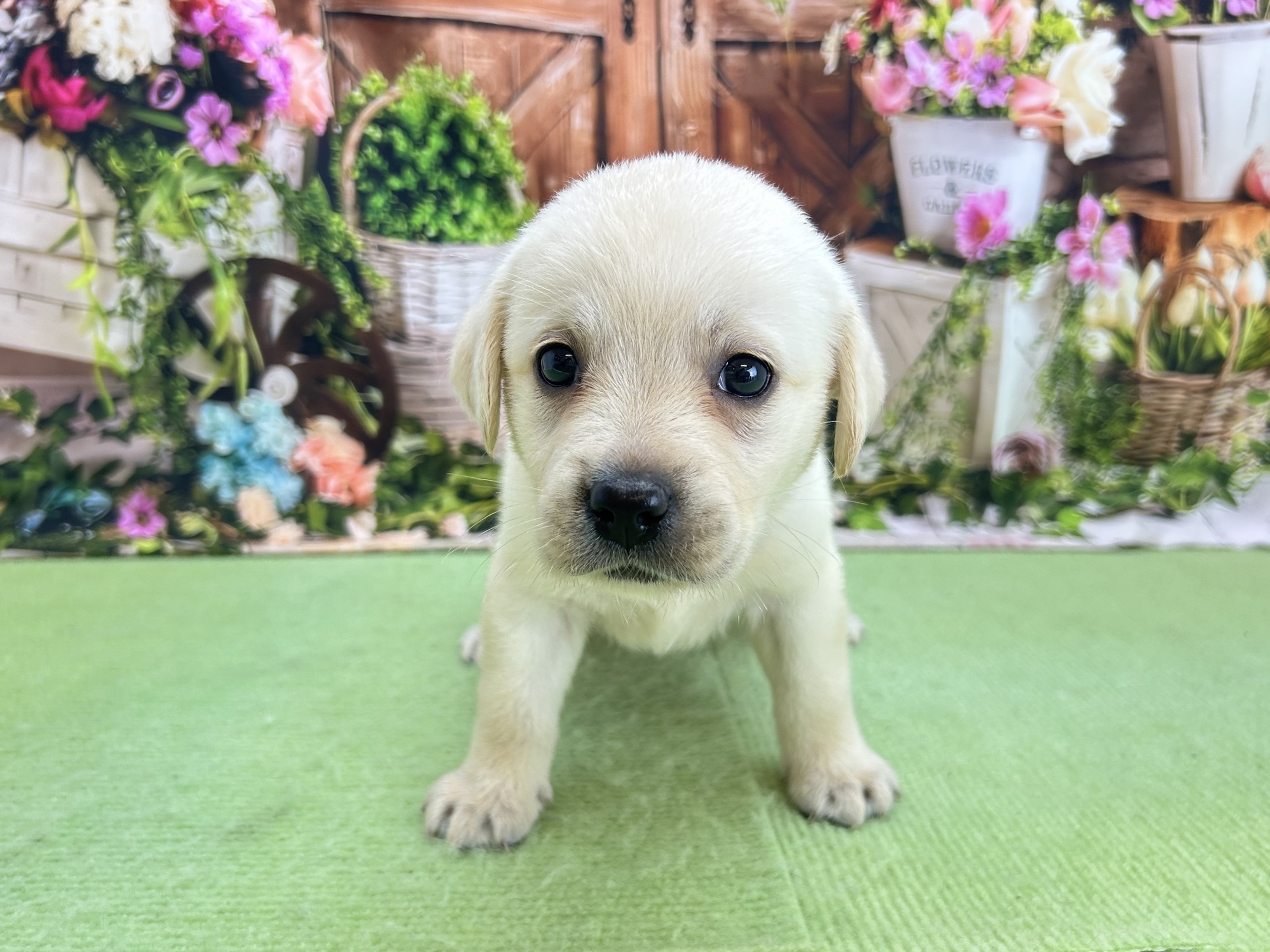 赤ちゃん写真2-1