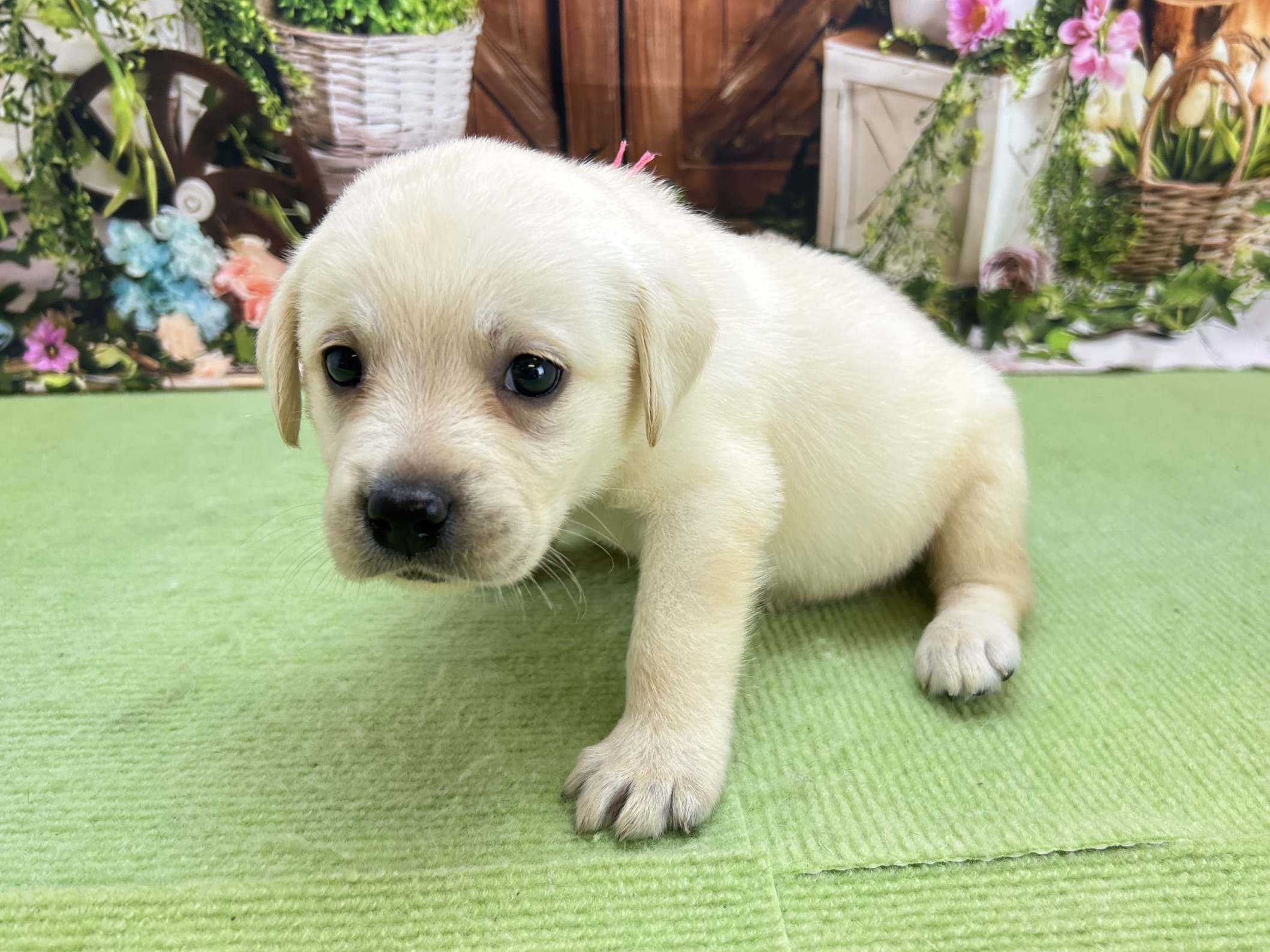 赤ちゃん写真2-2