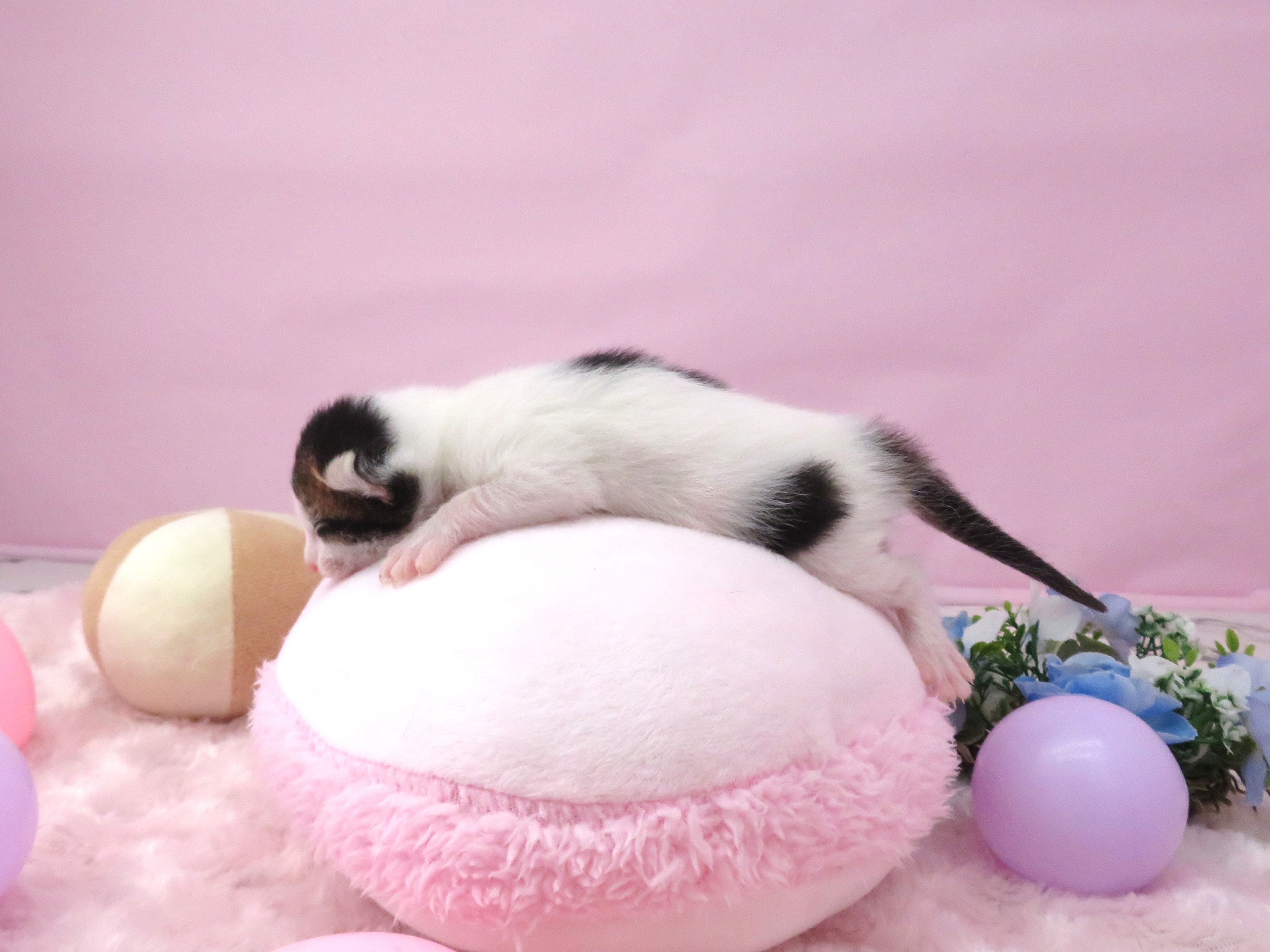 赤ちゃん写真1-2