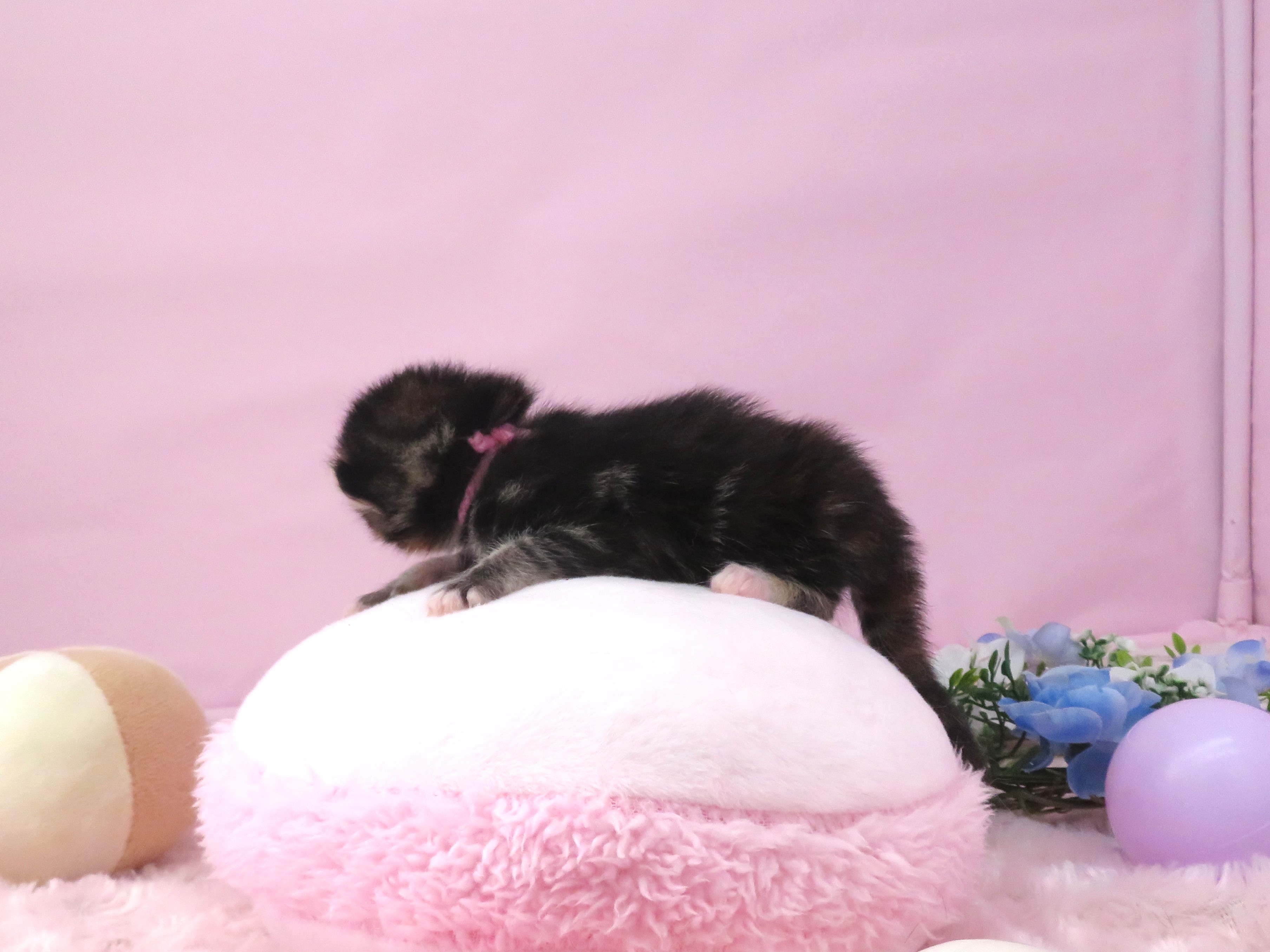 赤ちゃん写真1-2