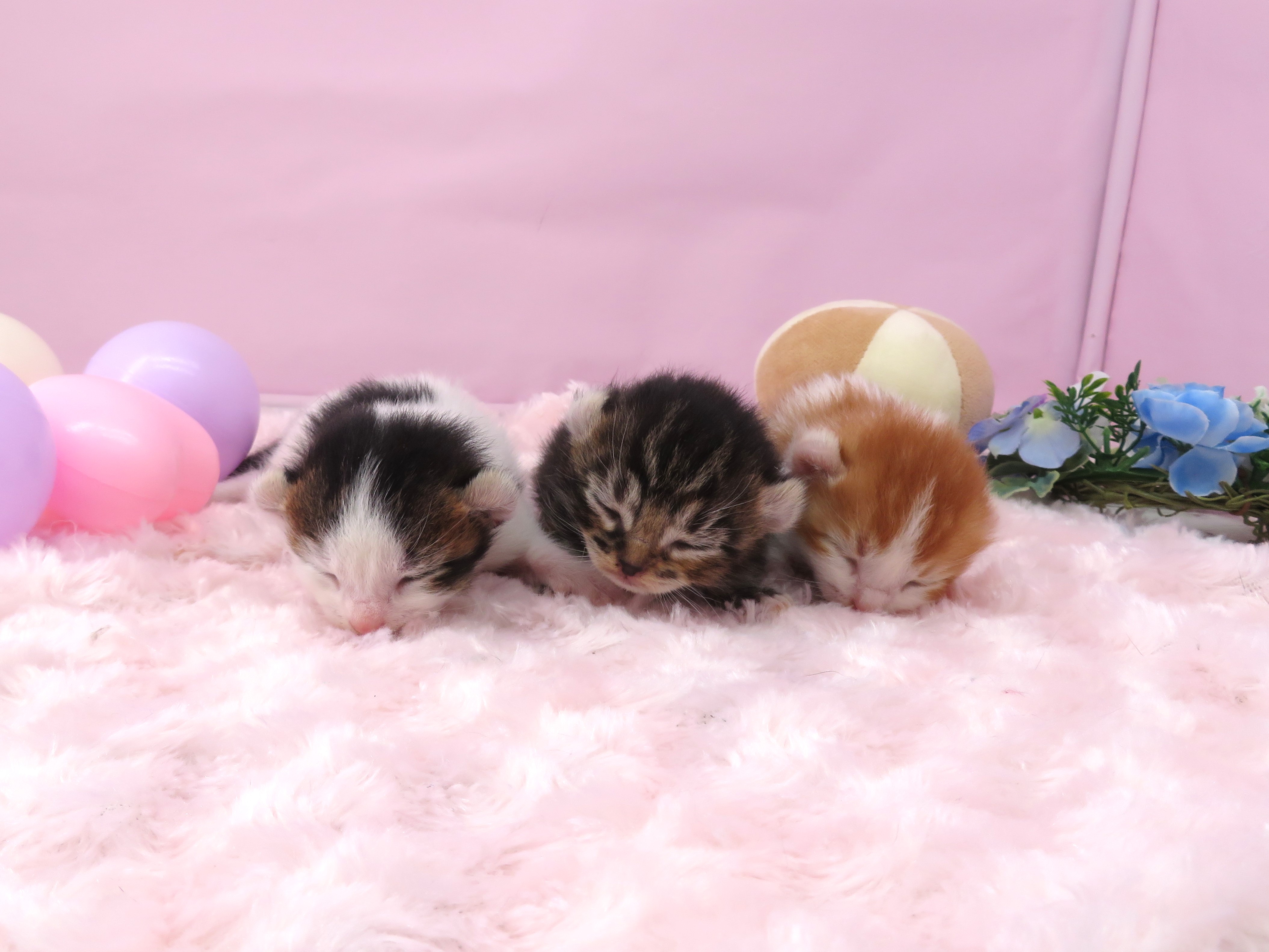 赤ちゃん写真1-3
