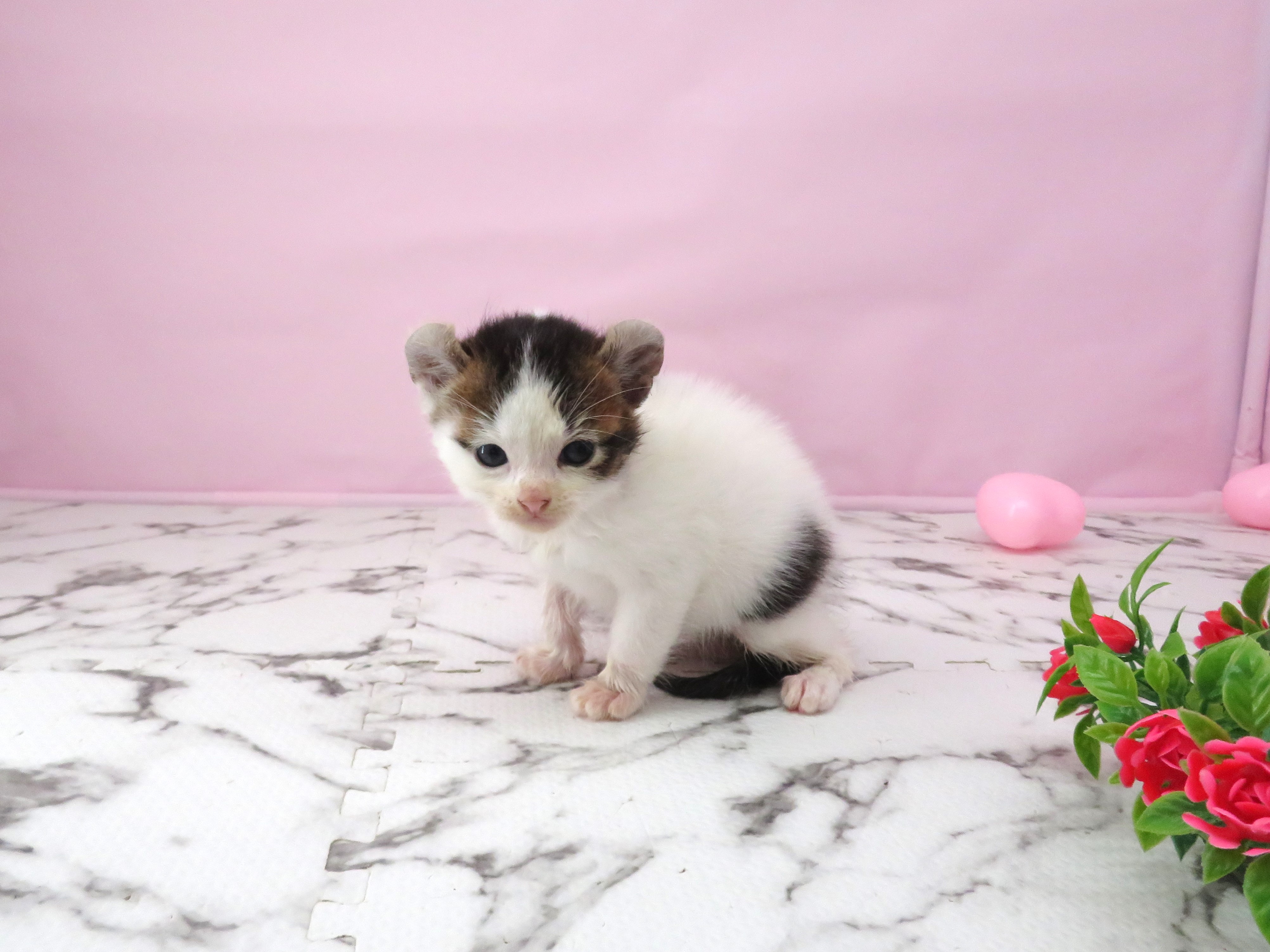 赤ちゃん写真2-2