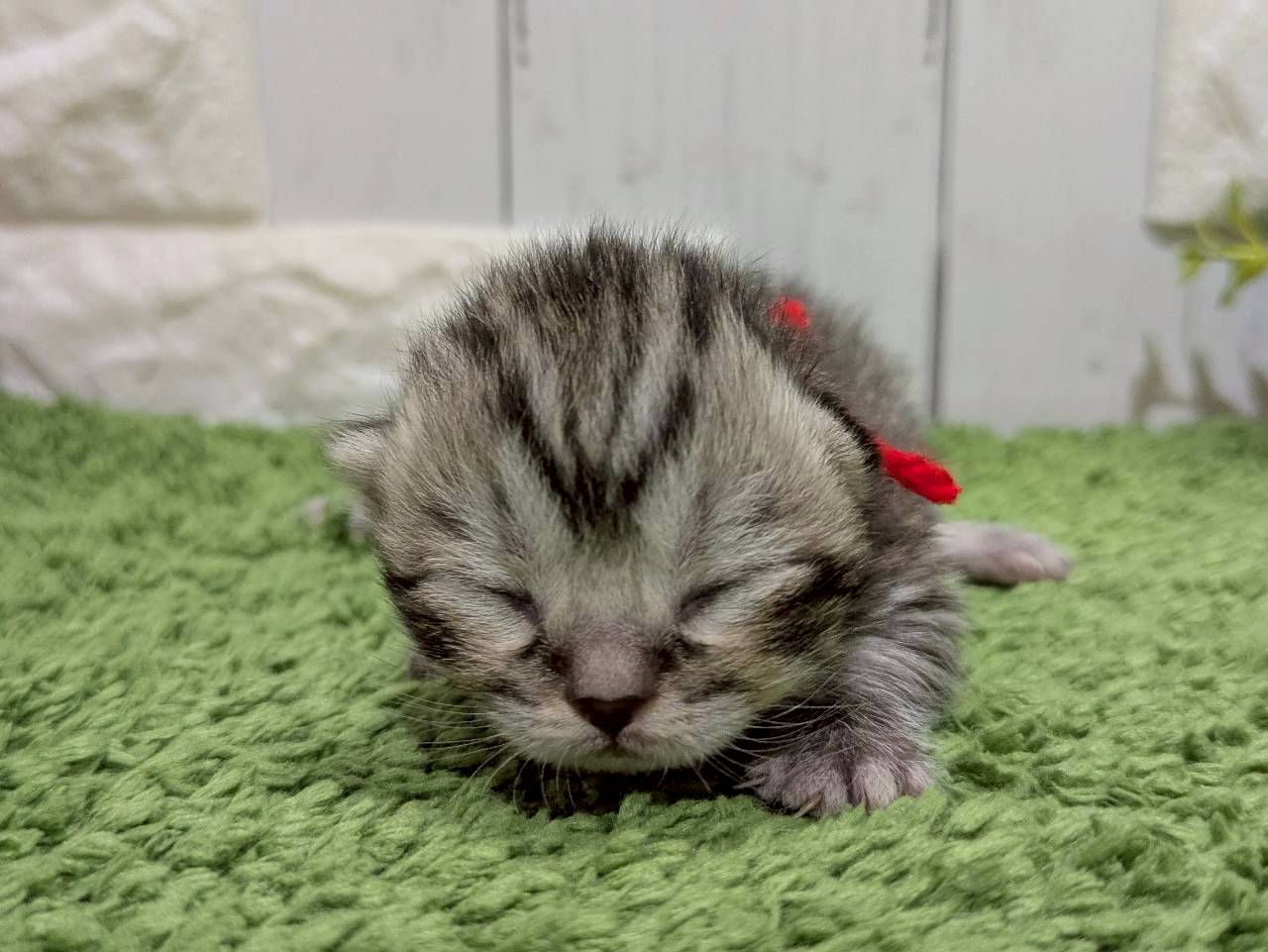 赤ちゃん写真1-1