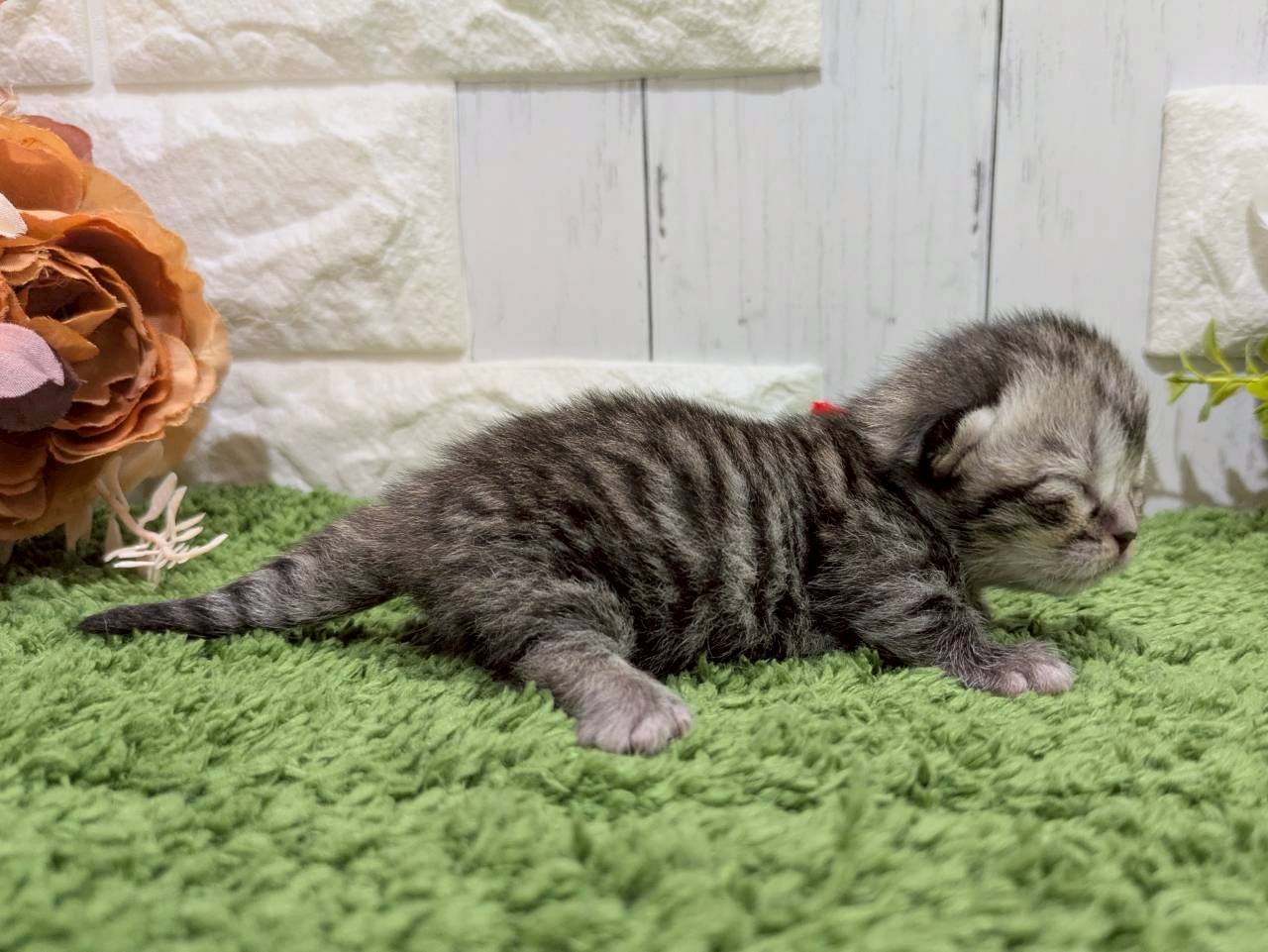 赤ちゃん写真1-2