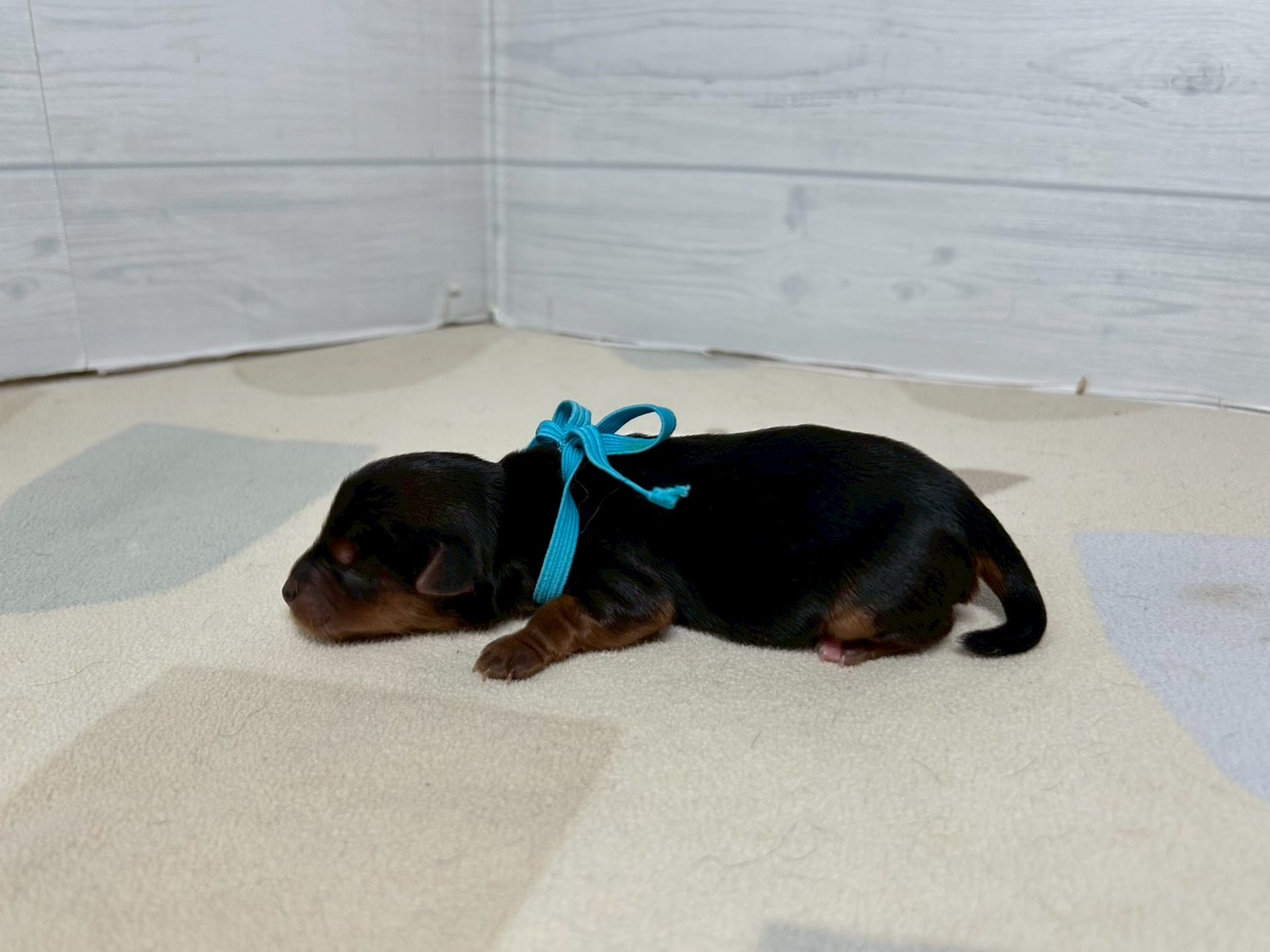 赤ちゃん写真1-2