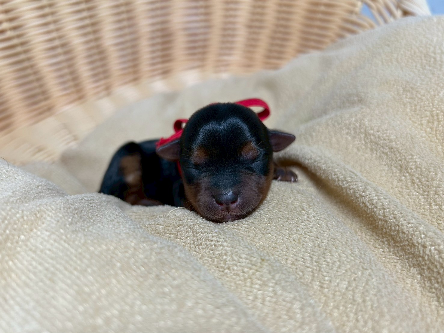 赤ちゃん写真1-1