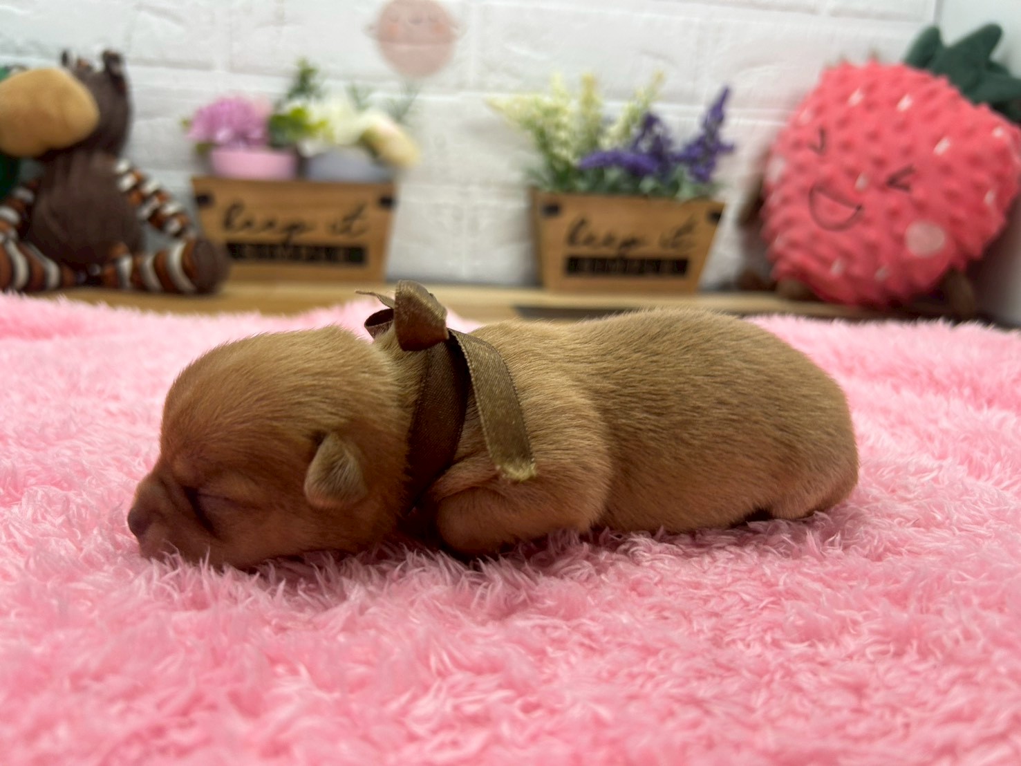 赤ちゃん写真1-2
