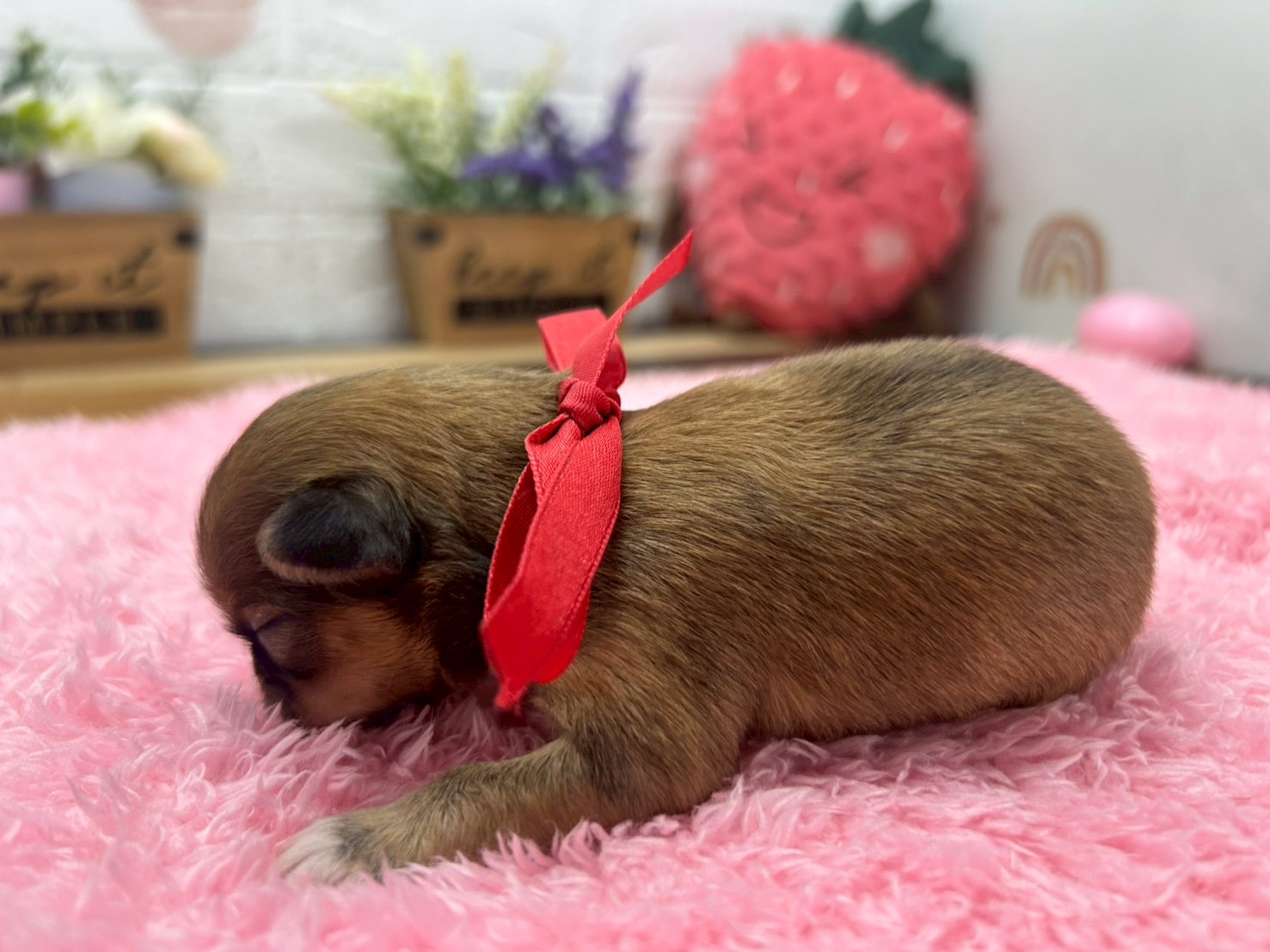 赤ちゃん写真1-2