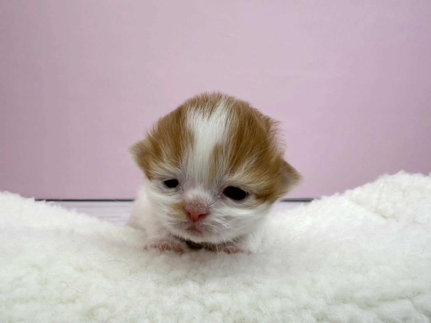 赤ちゃん写真1-1