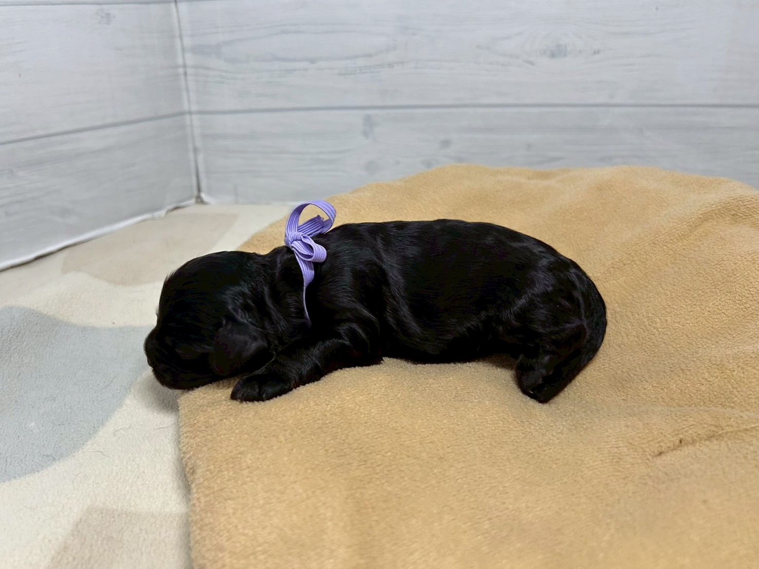 赤ちゃん写真1-2