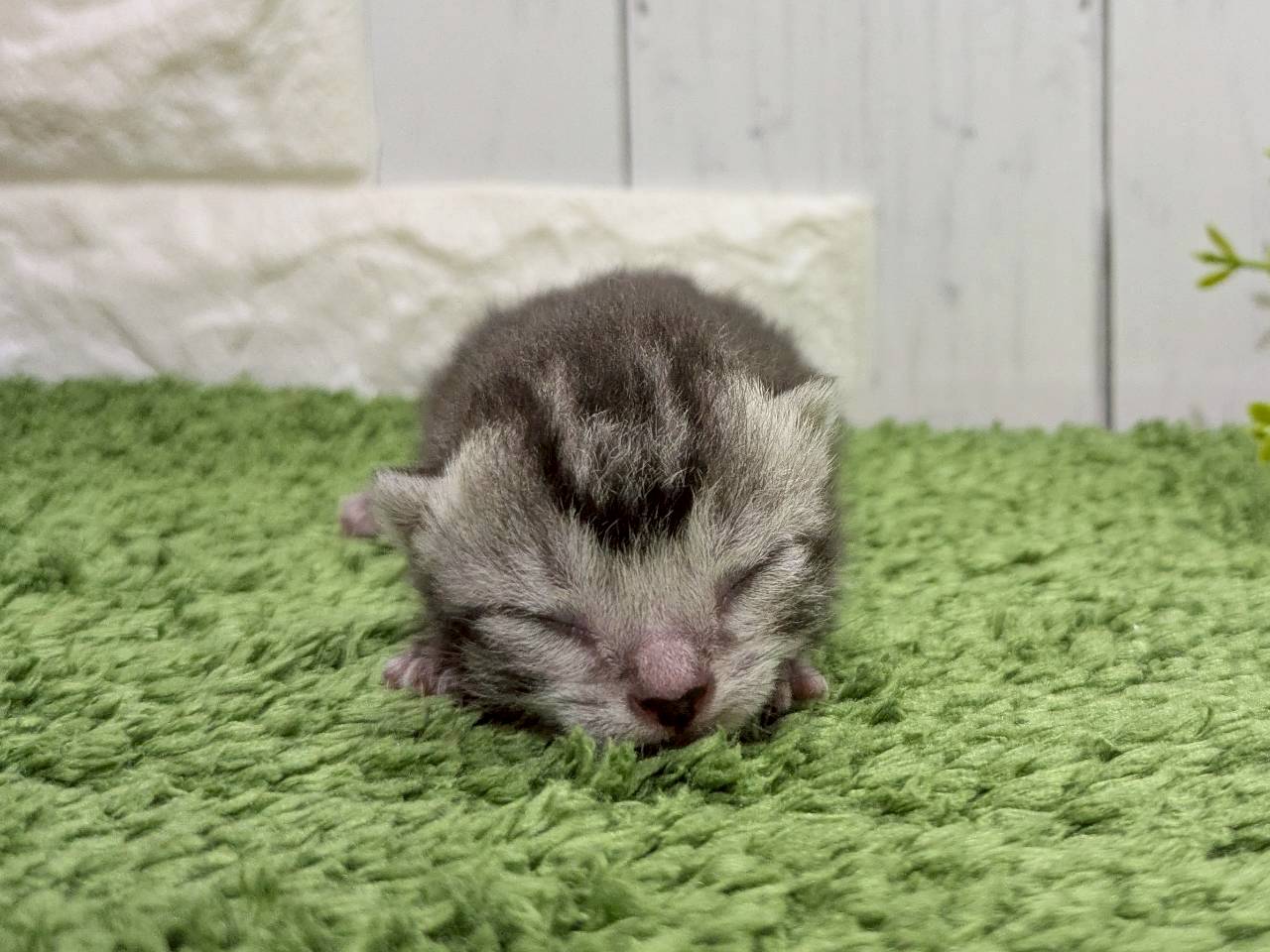 赤ちゃん写真1-1