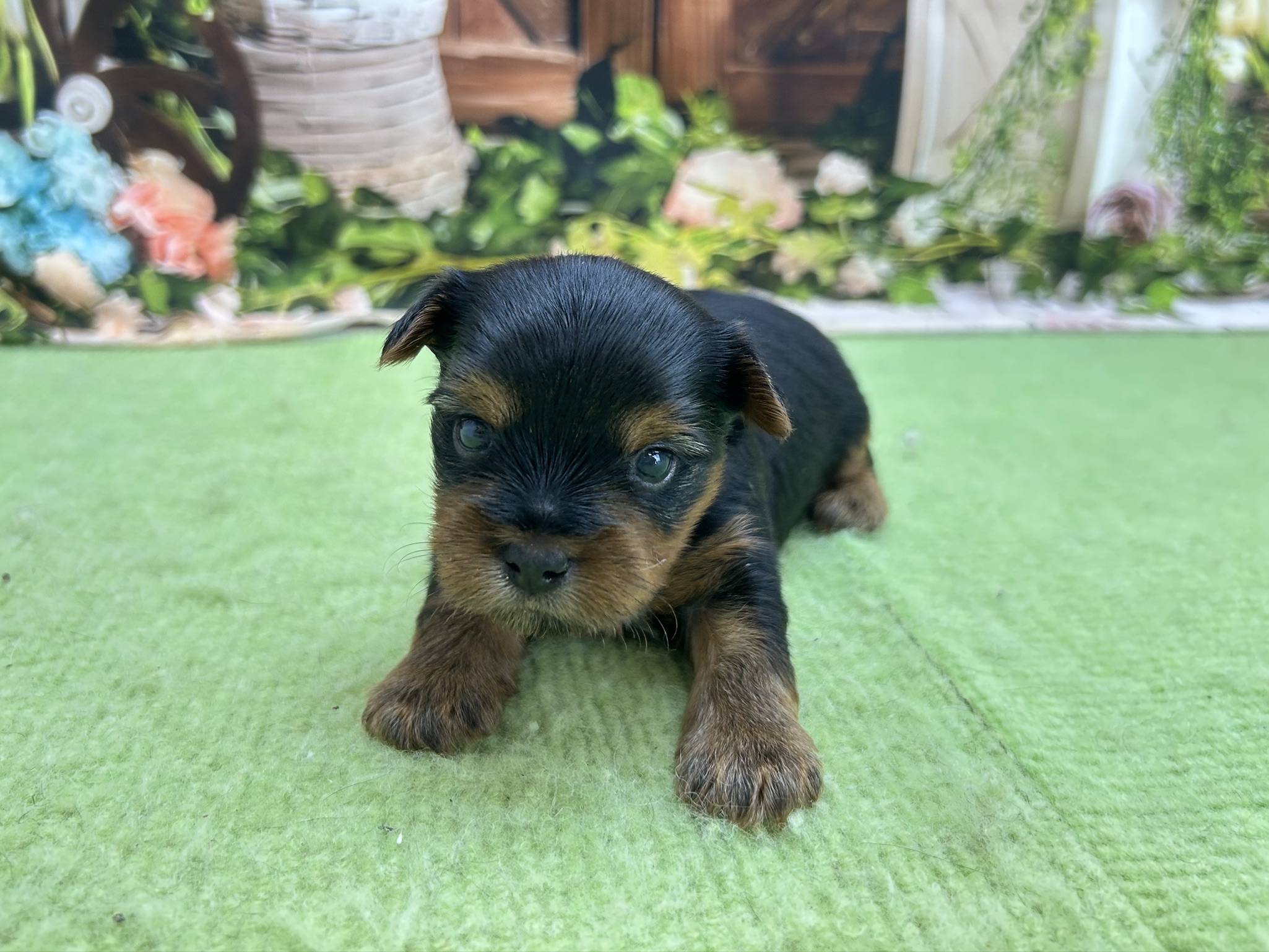 赤ちゃん写真1-1