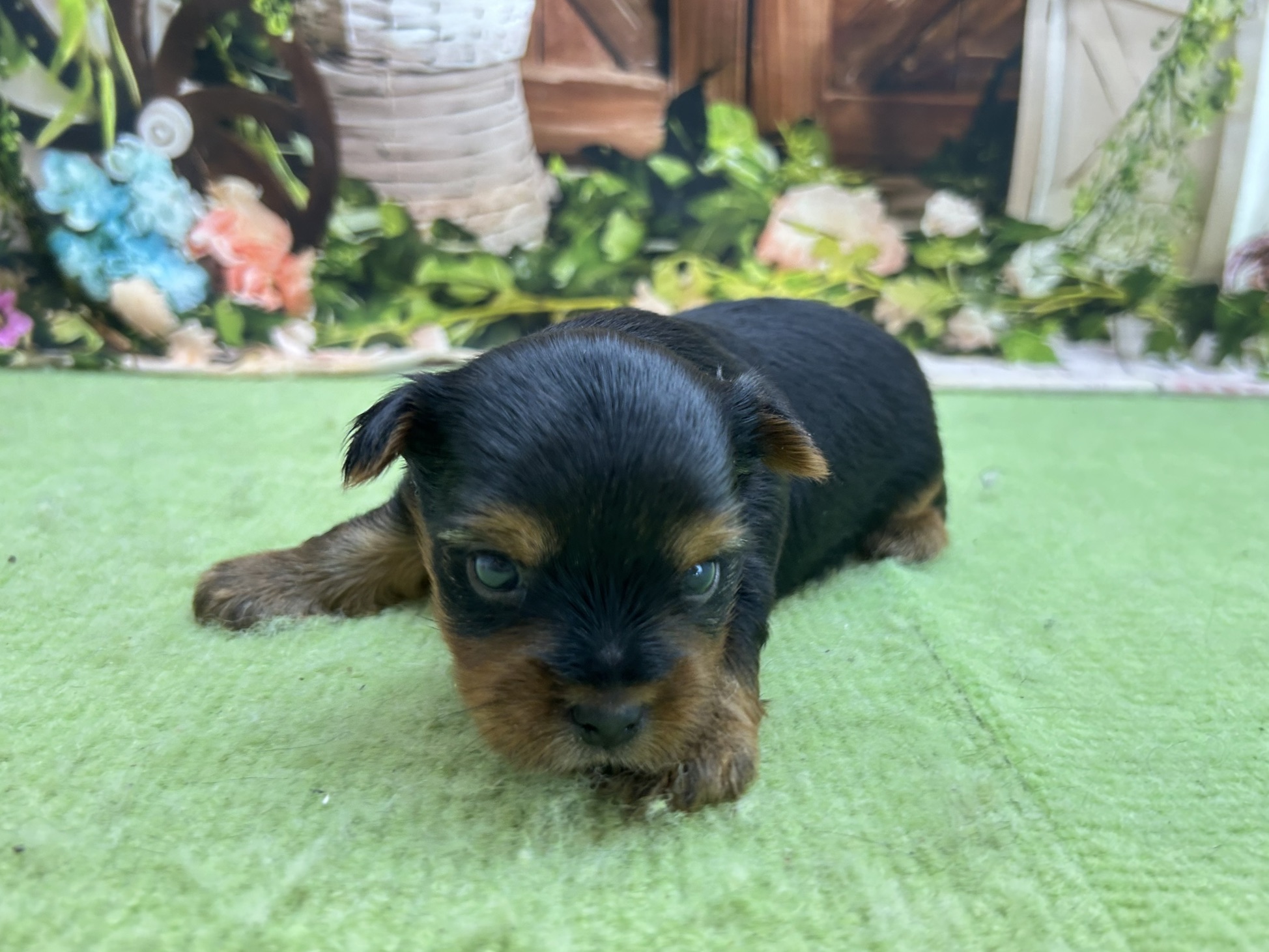 赤ちゃん写真1-2
