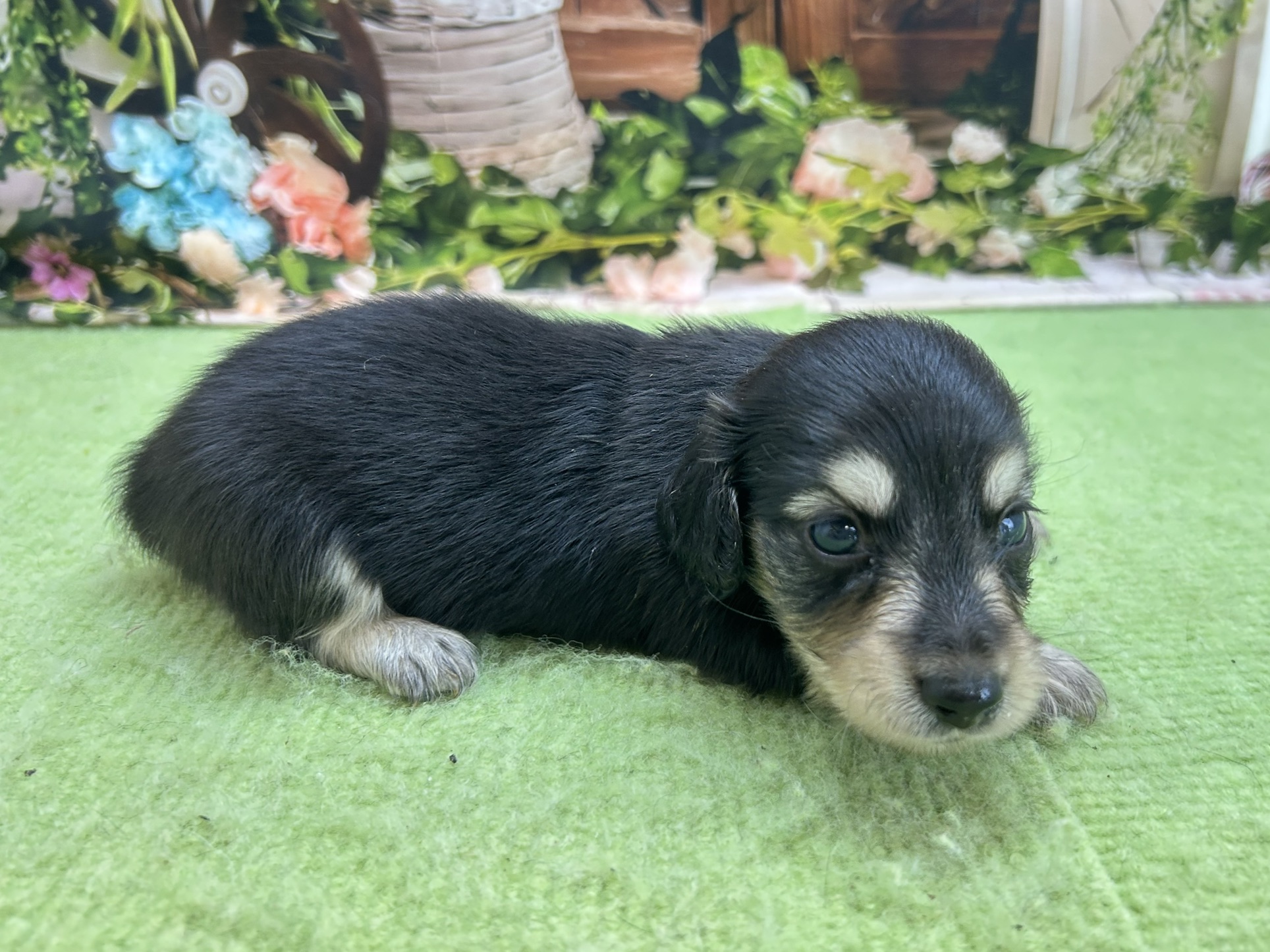 赤ちゃん写真1-2