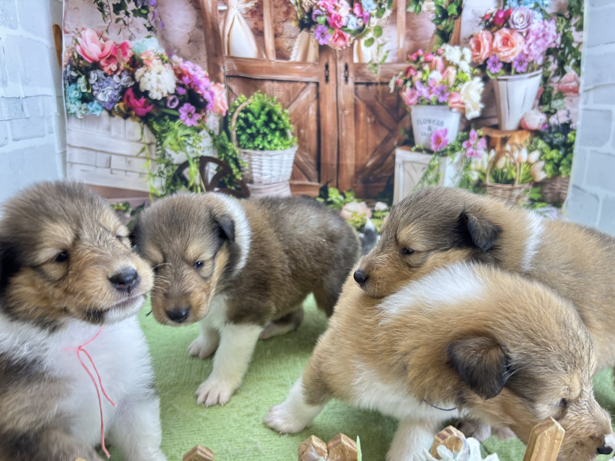 赤ちゃん写真1-3