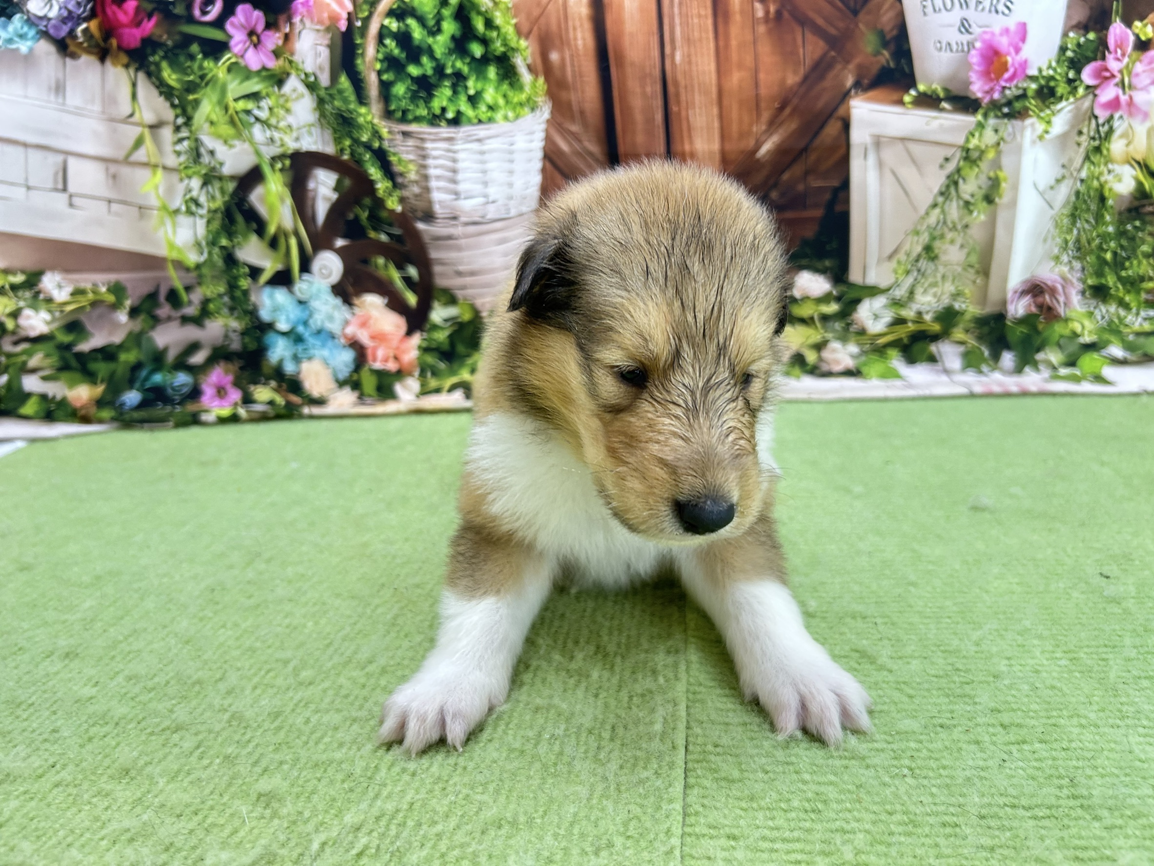 赤ちゃん写真1-1