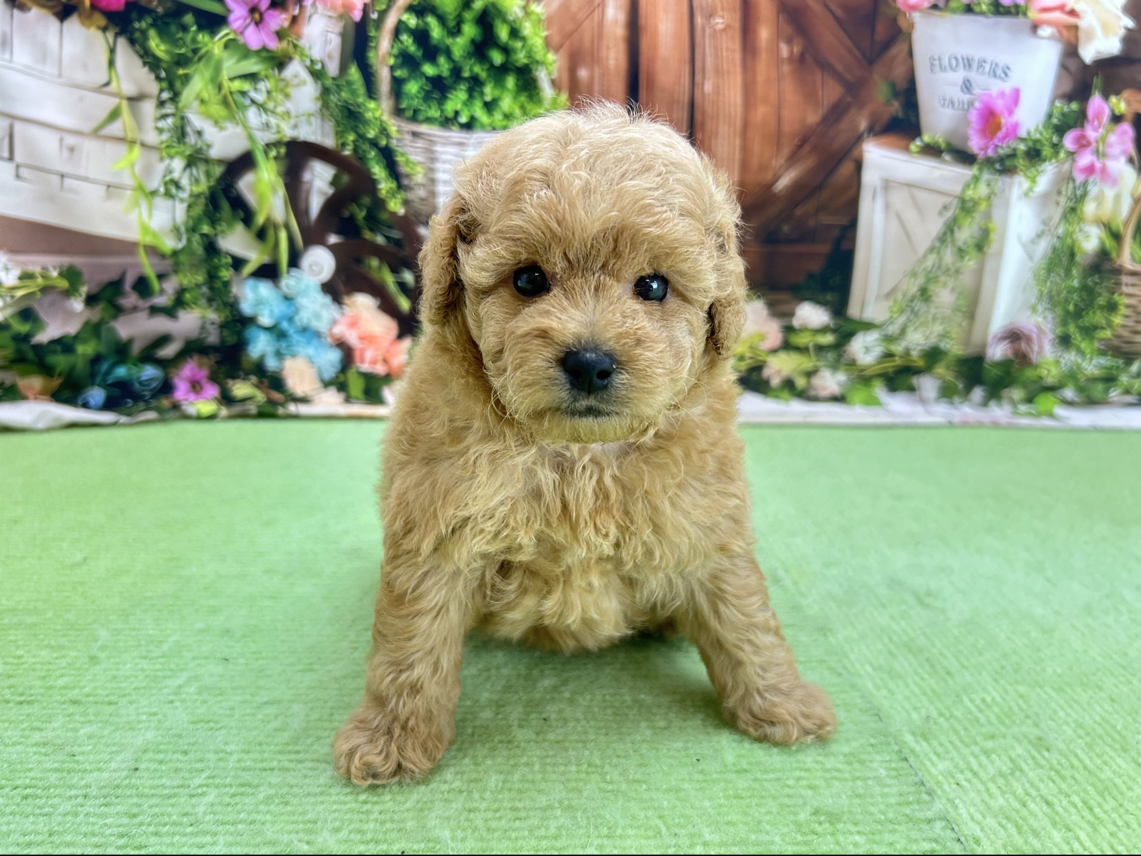 赤ちゃん写真2-1