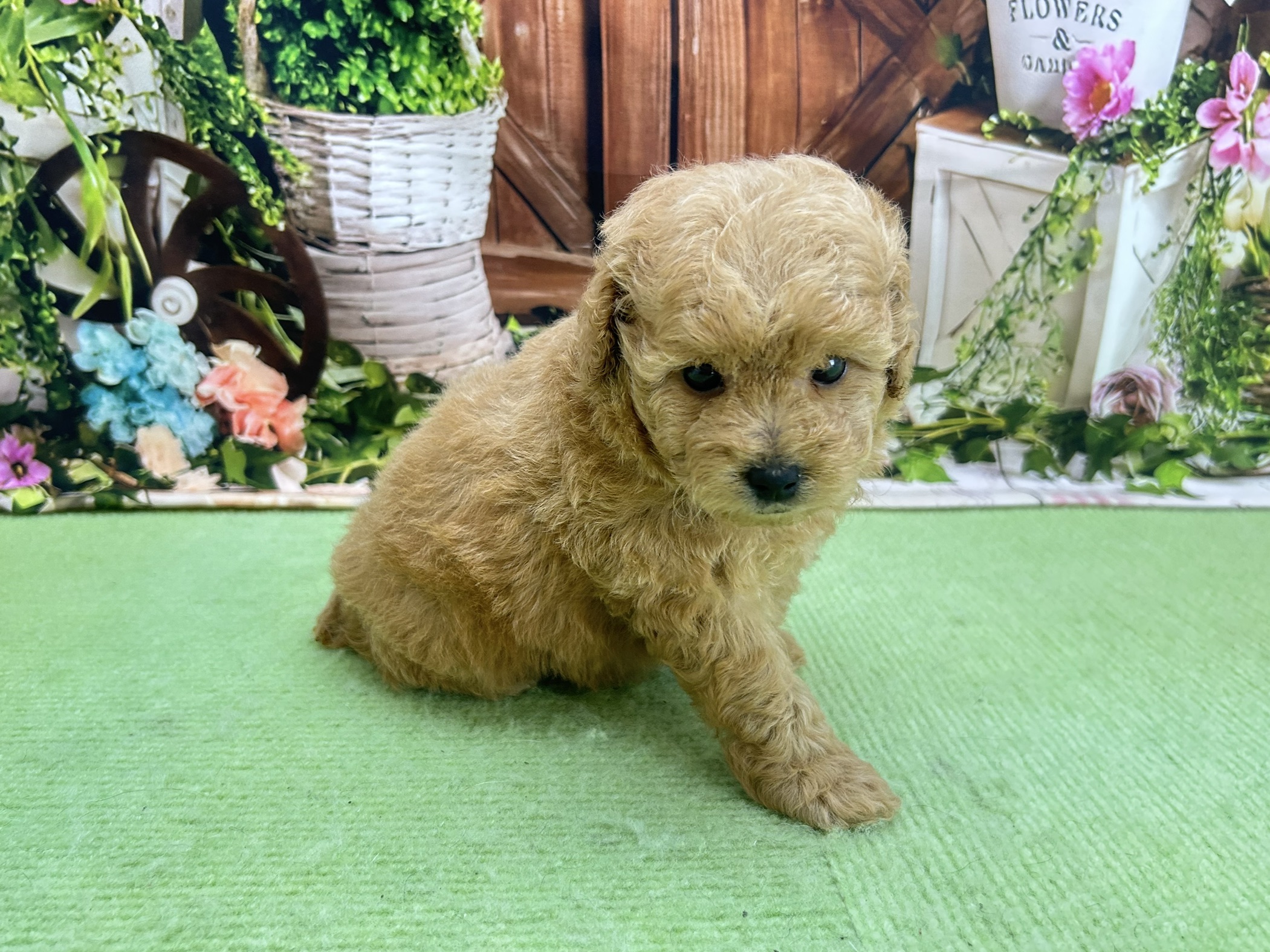 赤ちゃん写真2-2