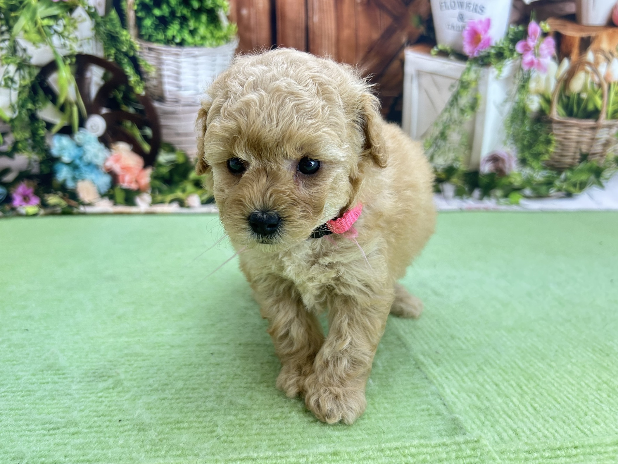 赤ちゃん写真2-1